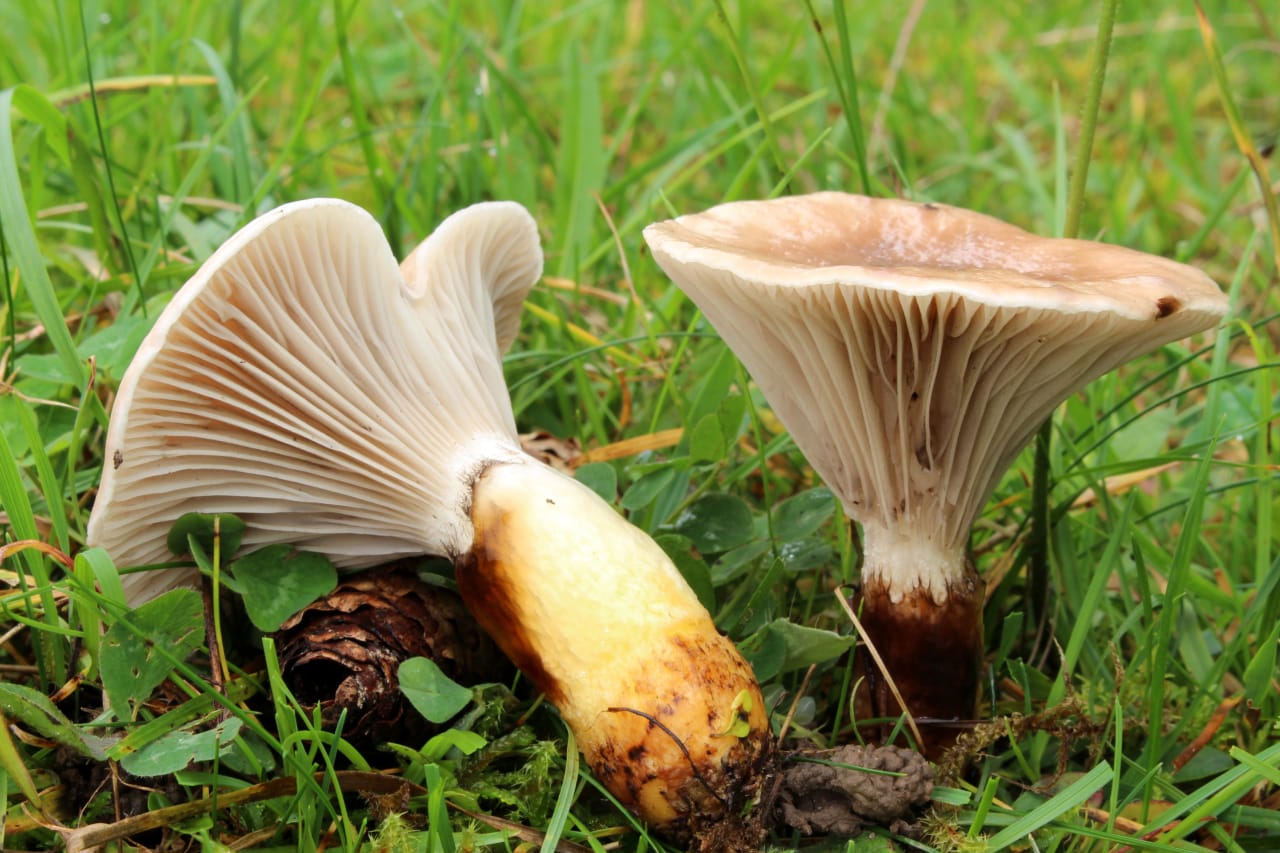 Deux exemplaires dans l'herbe : lames blanches très décurrentes et cireuses, et la base du pied jaune de chrome