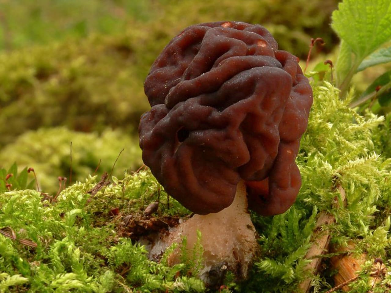 Carpophore en place, chapeau plissé en circonvolutions cérébriformes