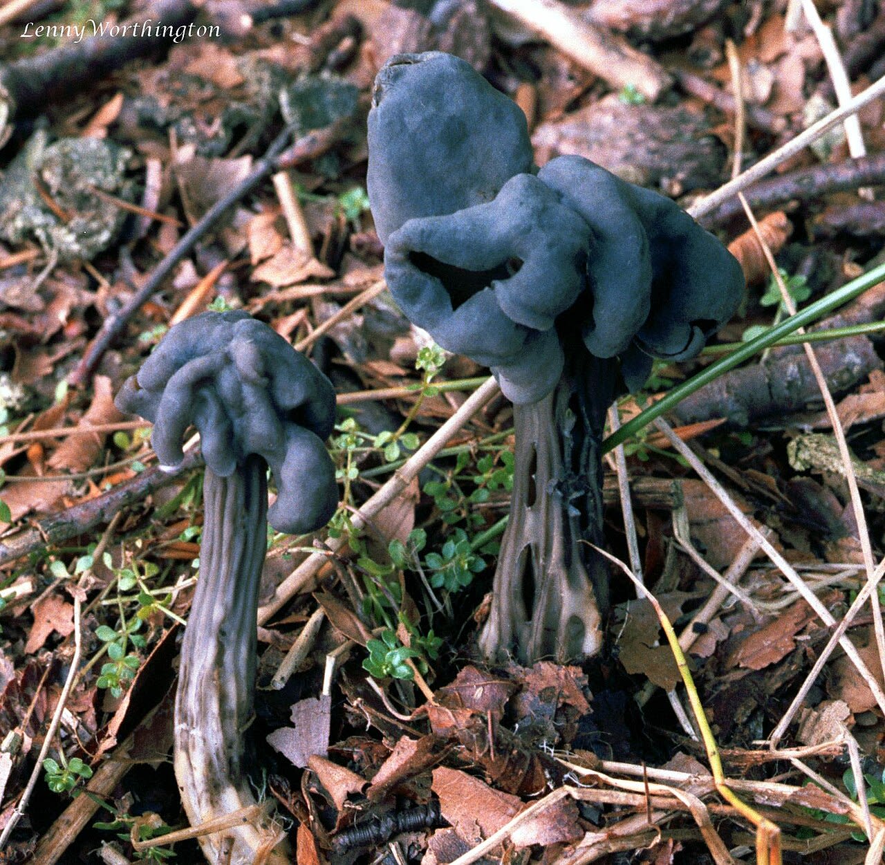 Helvelle lacuneuse (Helvella lacunosa)