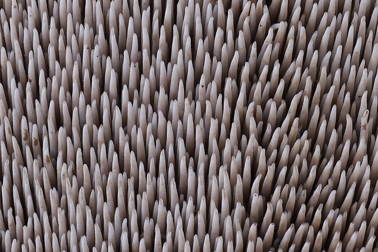 Hydne imbriqué (Sarcodon imbricatus)