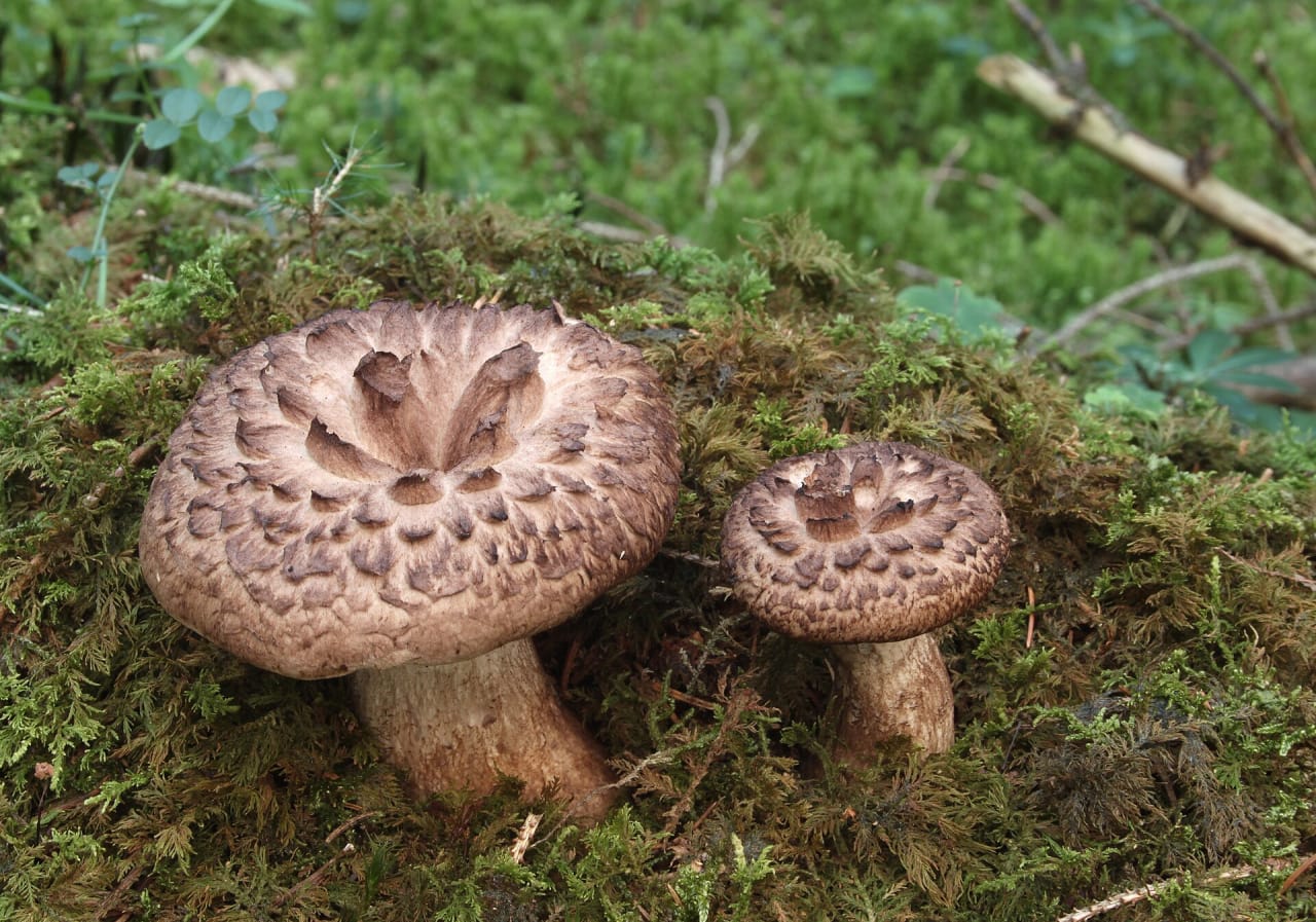 Deux exemplaires dans la mousse, chapeaux bruns couverts de grosses écailles disposées en cercles concentriques