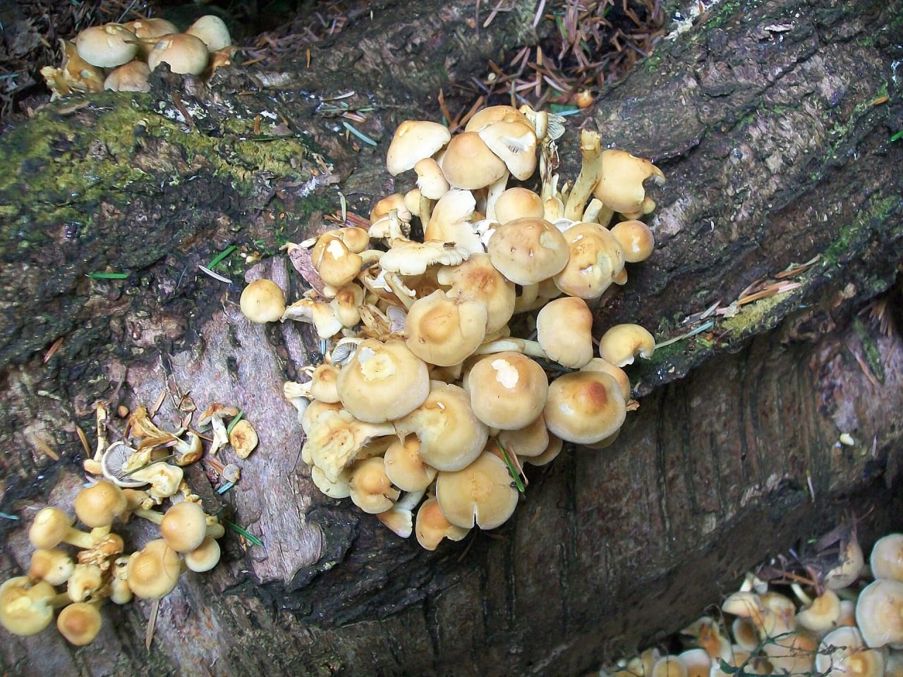 Hypholome en touffes (Hypholoma fasciculare)