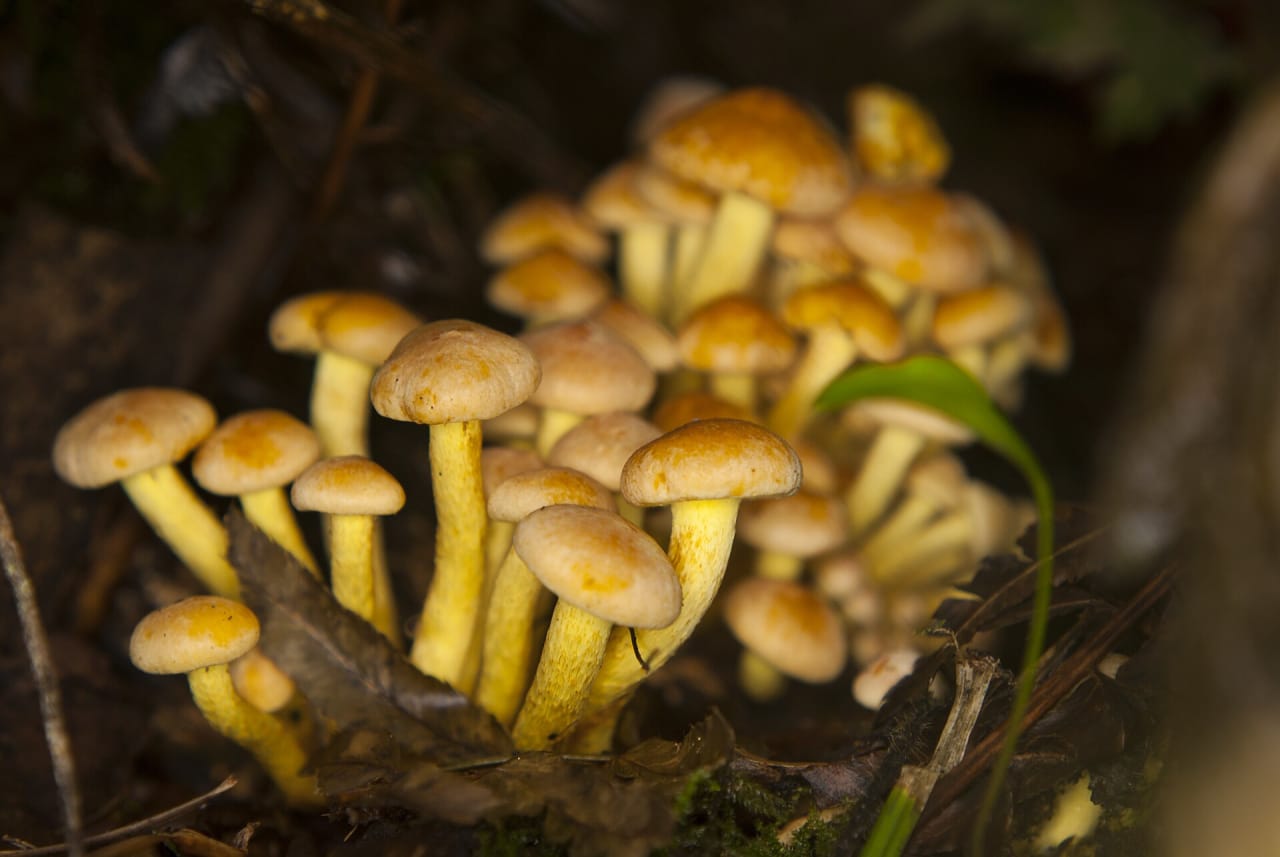 Hypholome en touffes (Hypholoma fasciculare)