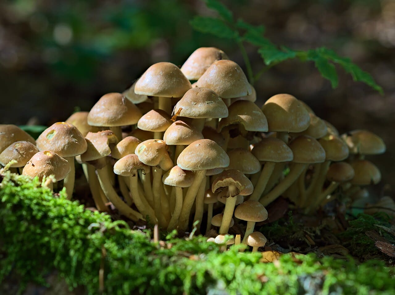 Touffe sur souche, chapeaux jaune soufre