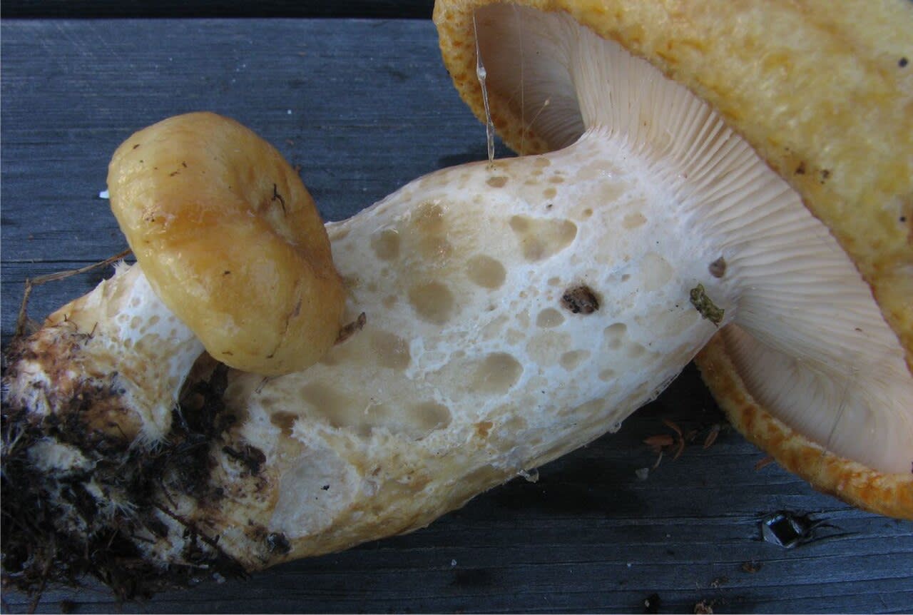 Lactaire à fossettes (Lactarius scrobiculatus)
