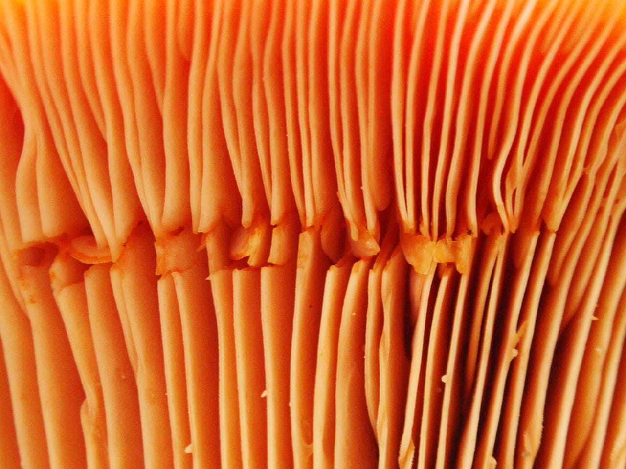 Lactaire délicieux (Lactarius deliciosus)