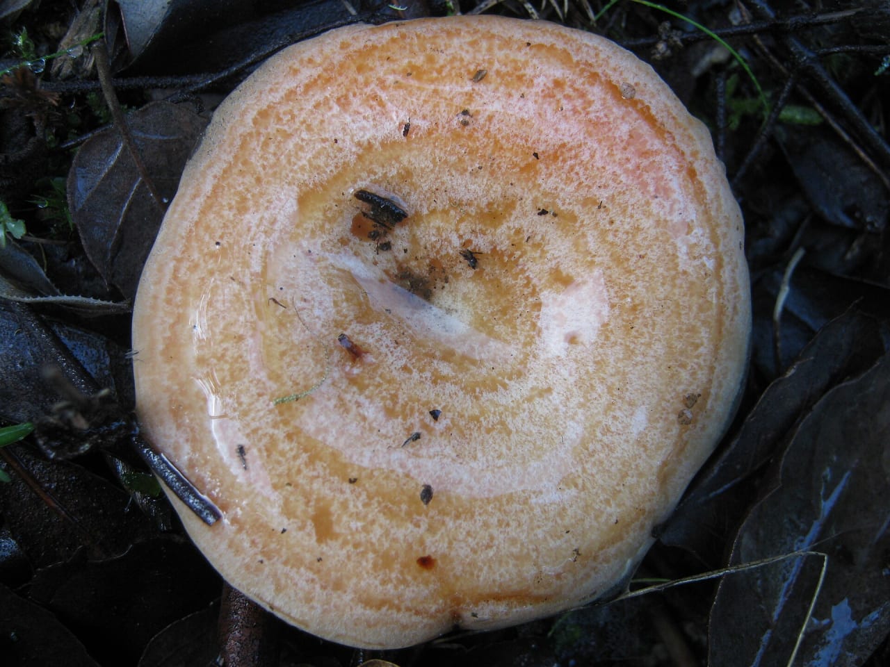 Lactaire délicieux (Lactarius deliciosus)