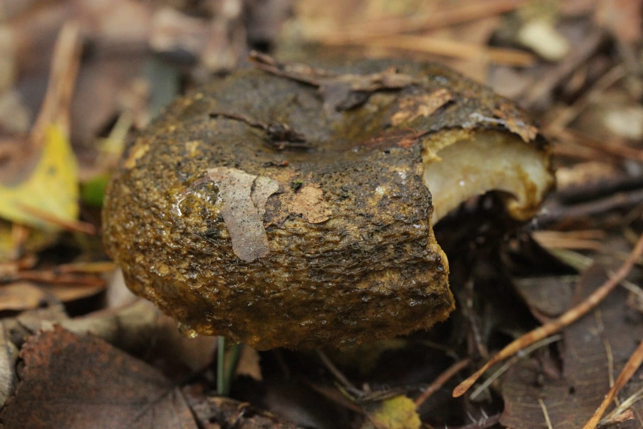 Lactaire plombé (Lactarius turpis)