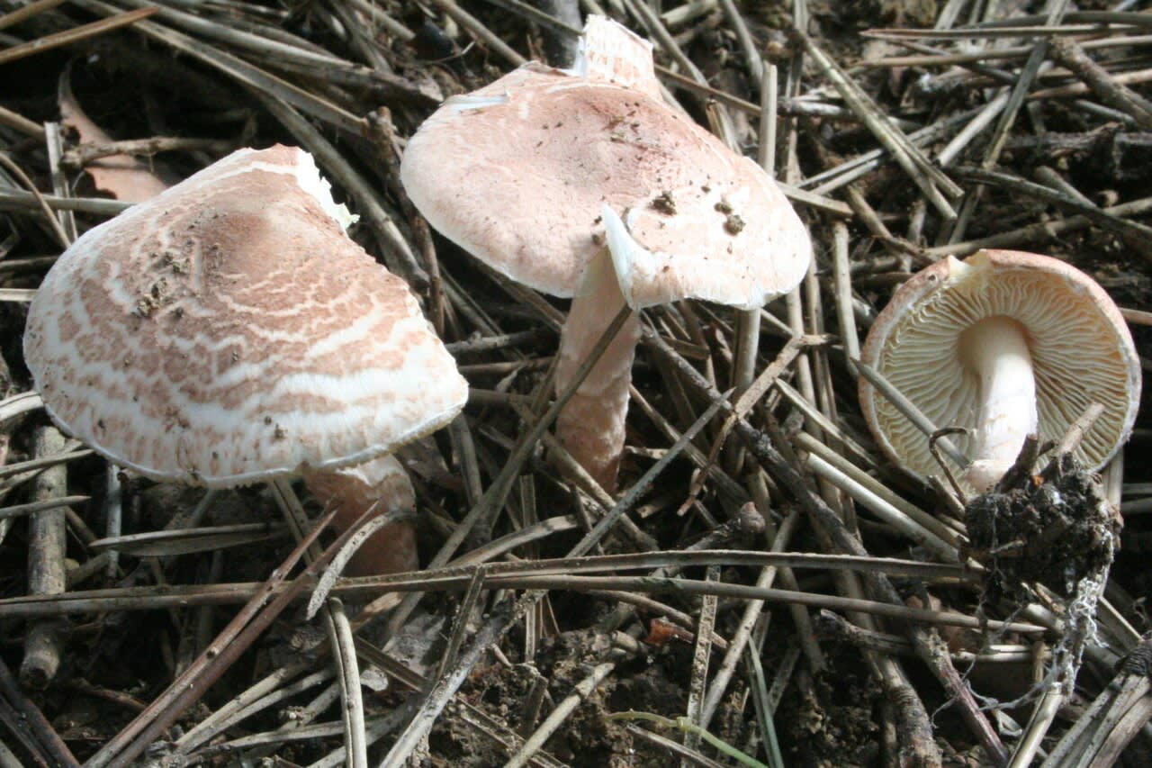 Carpophores dans l'herbe, méchules brun rougeâtre sur fond crème