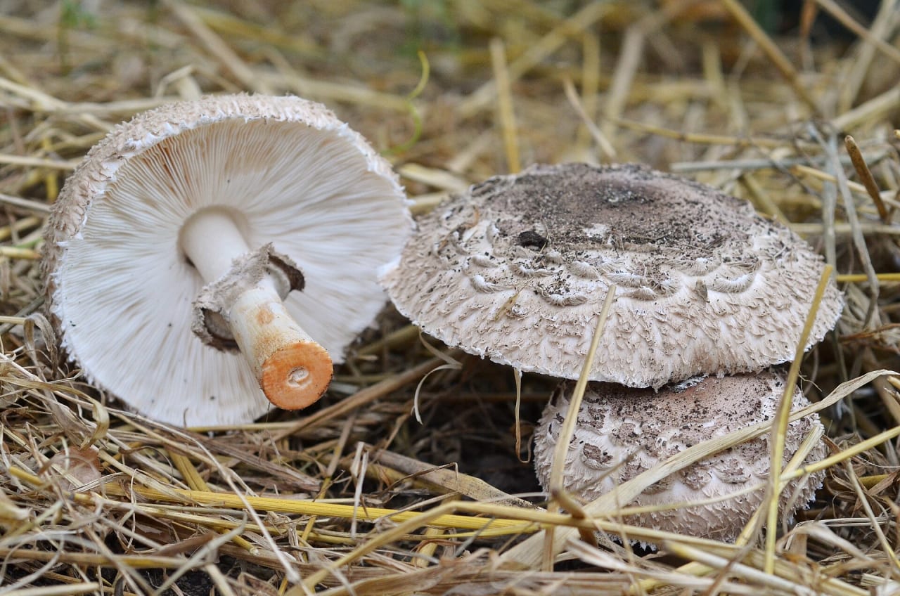 Lépiote déguenillée (Chlorophyllum rhacodes)