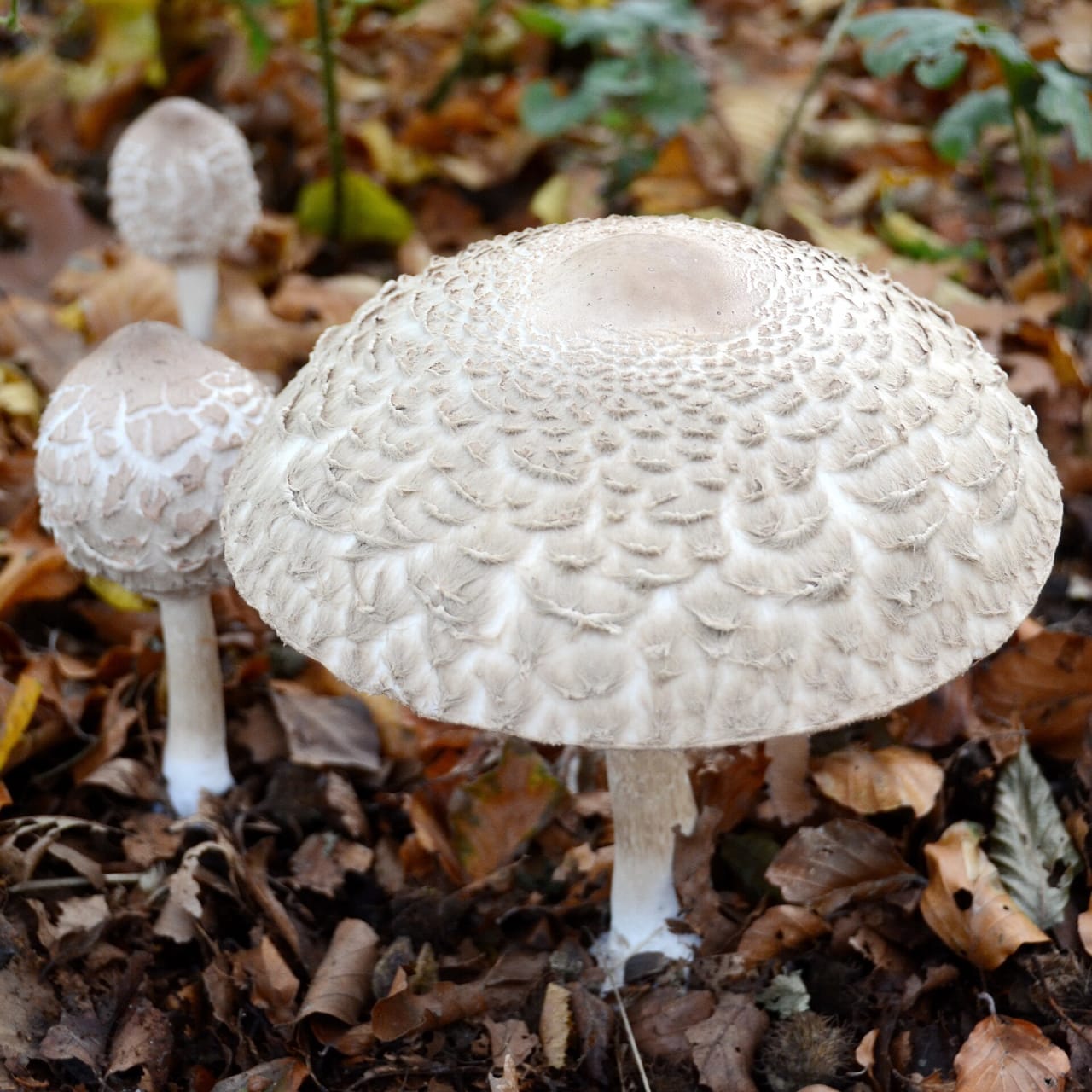 Lépiote déguenillée (Chlorophyllum rhacodes)