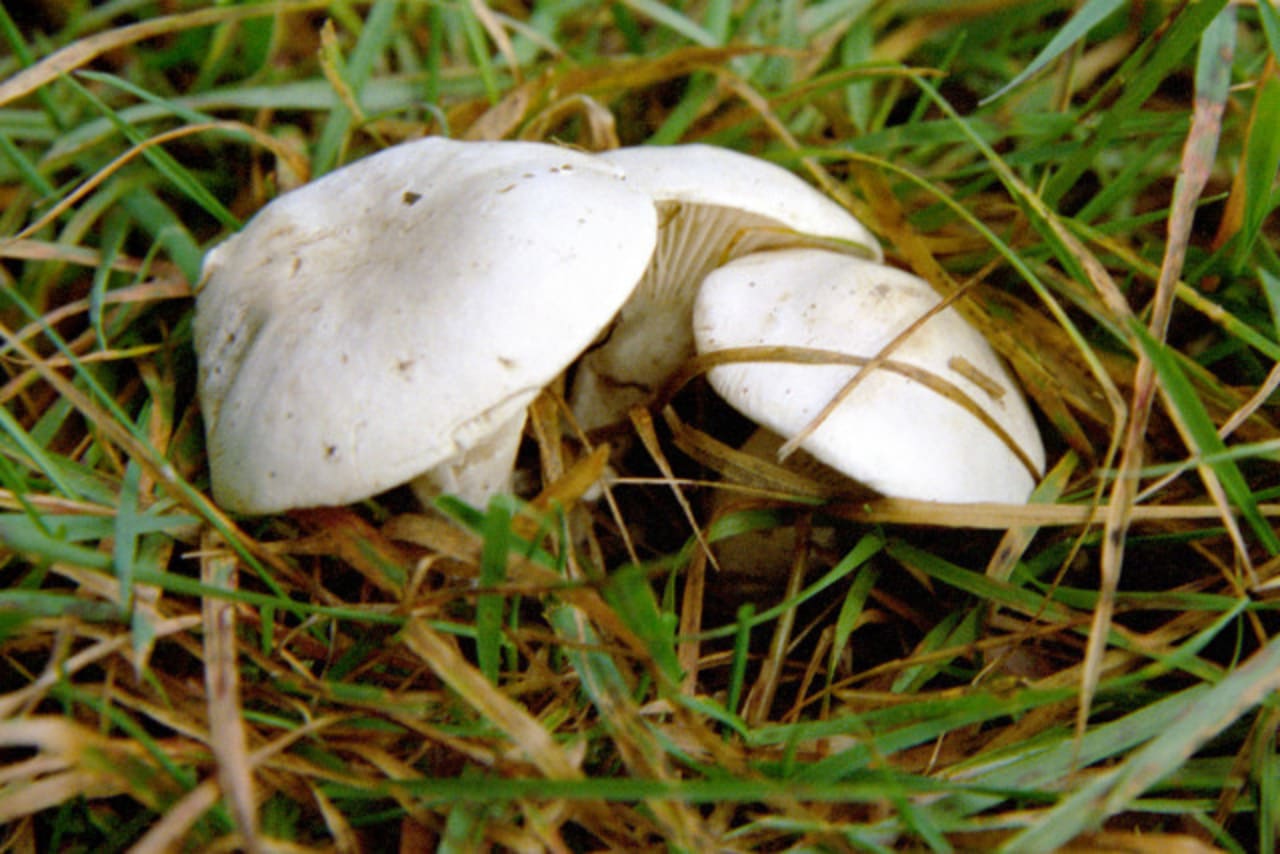 Carpophore en place, chapeau blanc givré et lames décurrentes