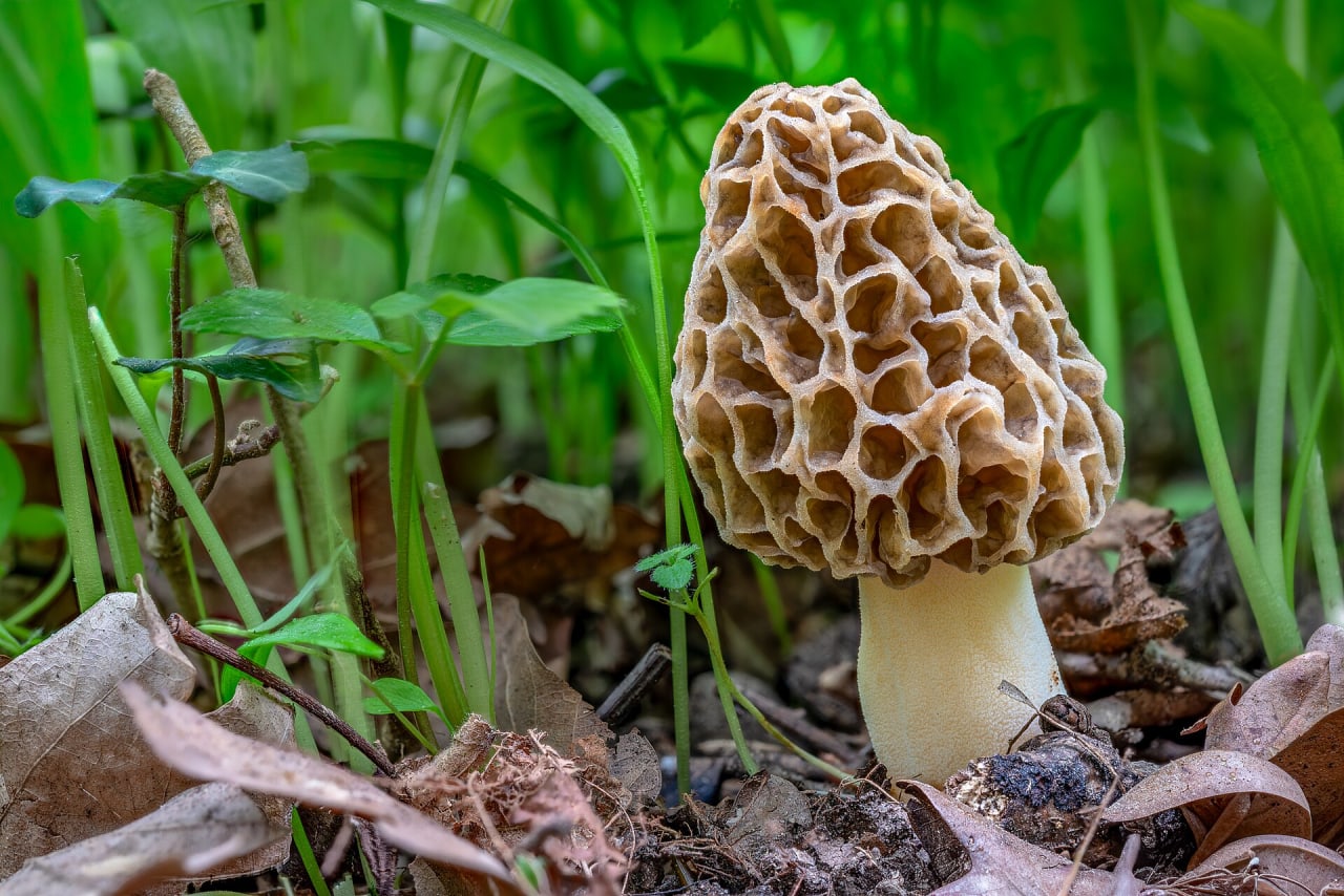 Morille commune (Morchella esculenta)