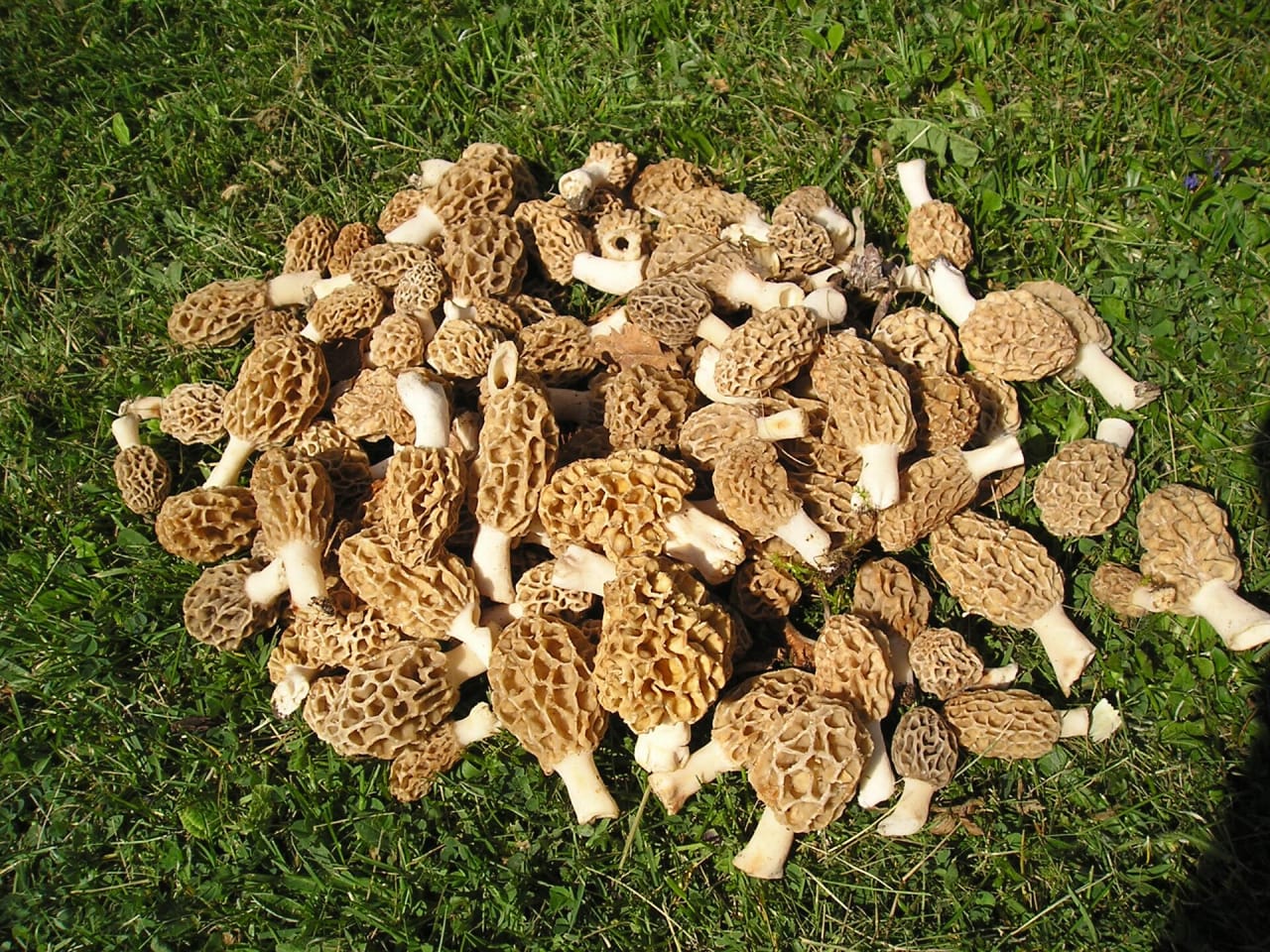 Morille commune (Morchella esculenta)