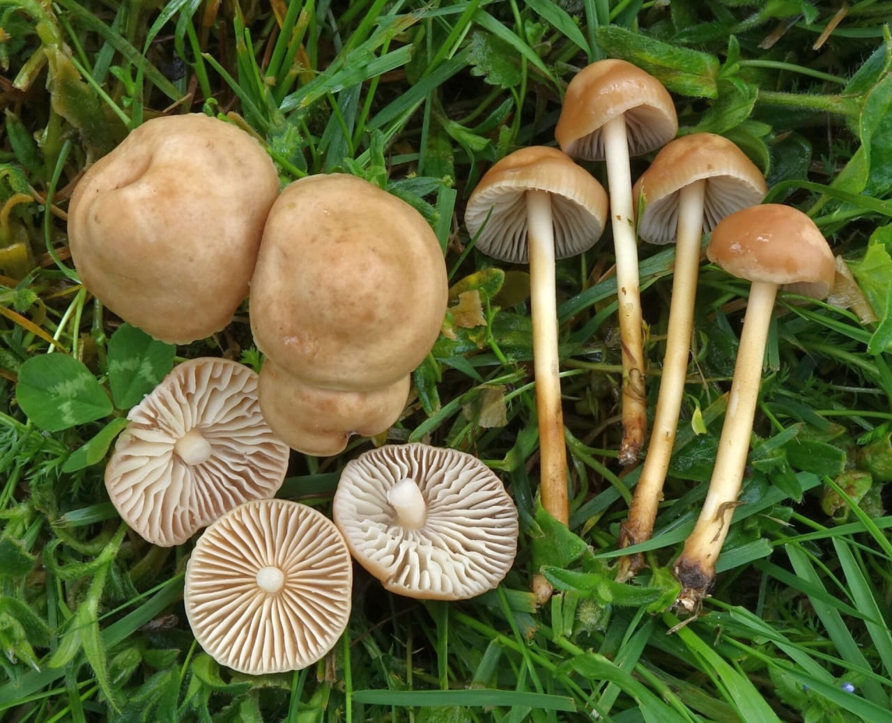 Mousseron (Marasmius oreades)