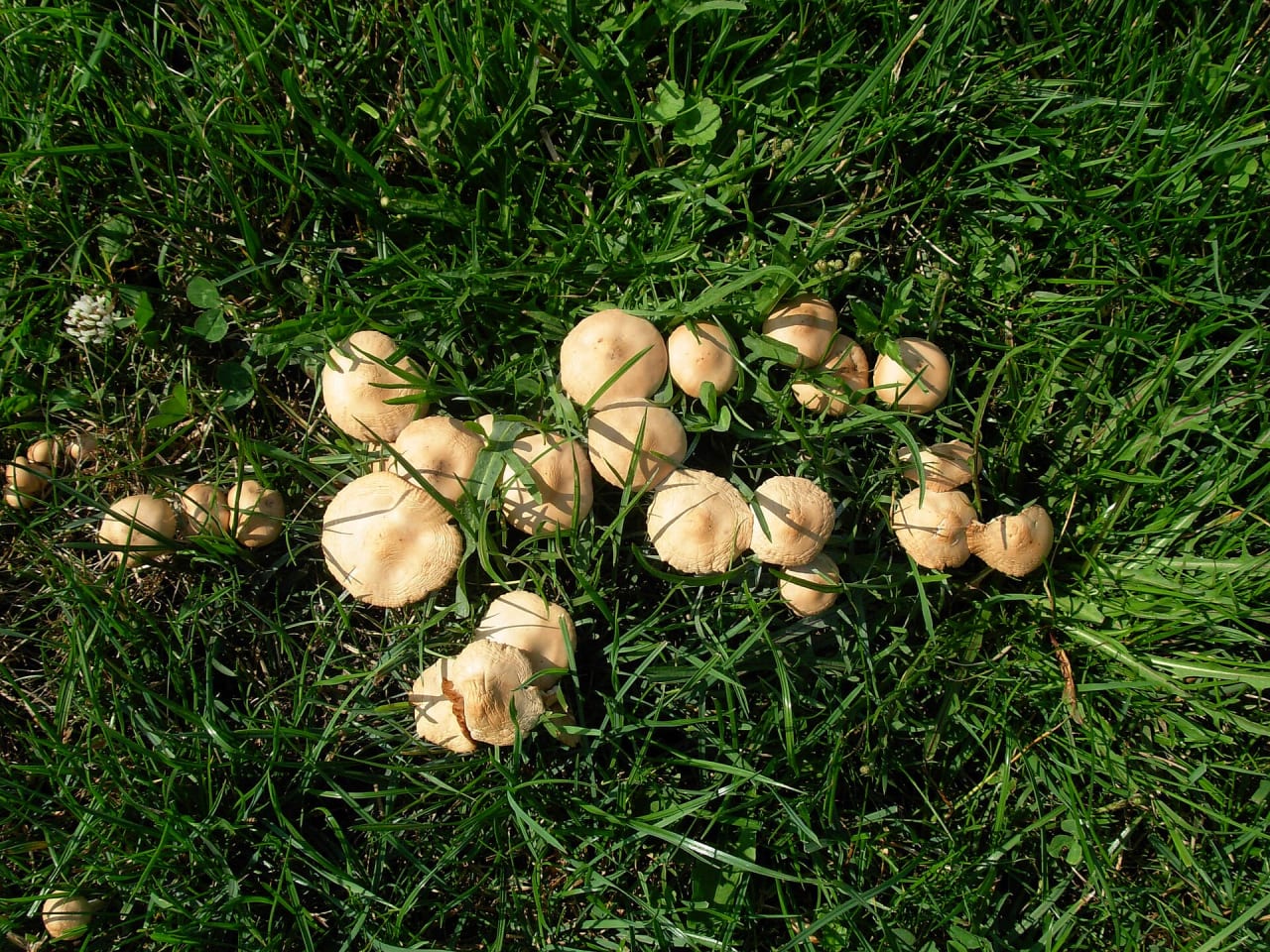 Mousseron (Marasmius oreades)