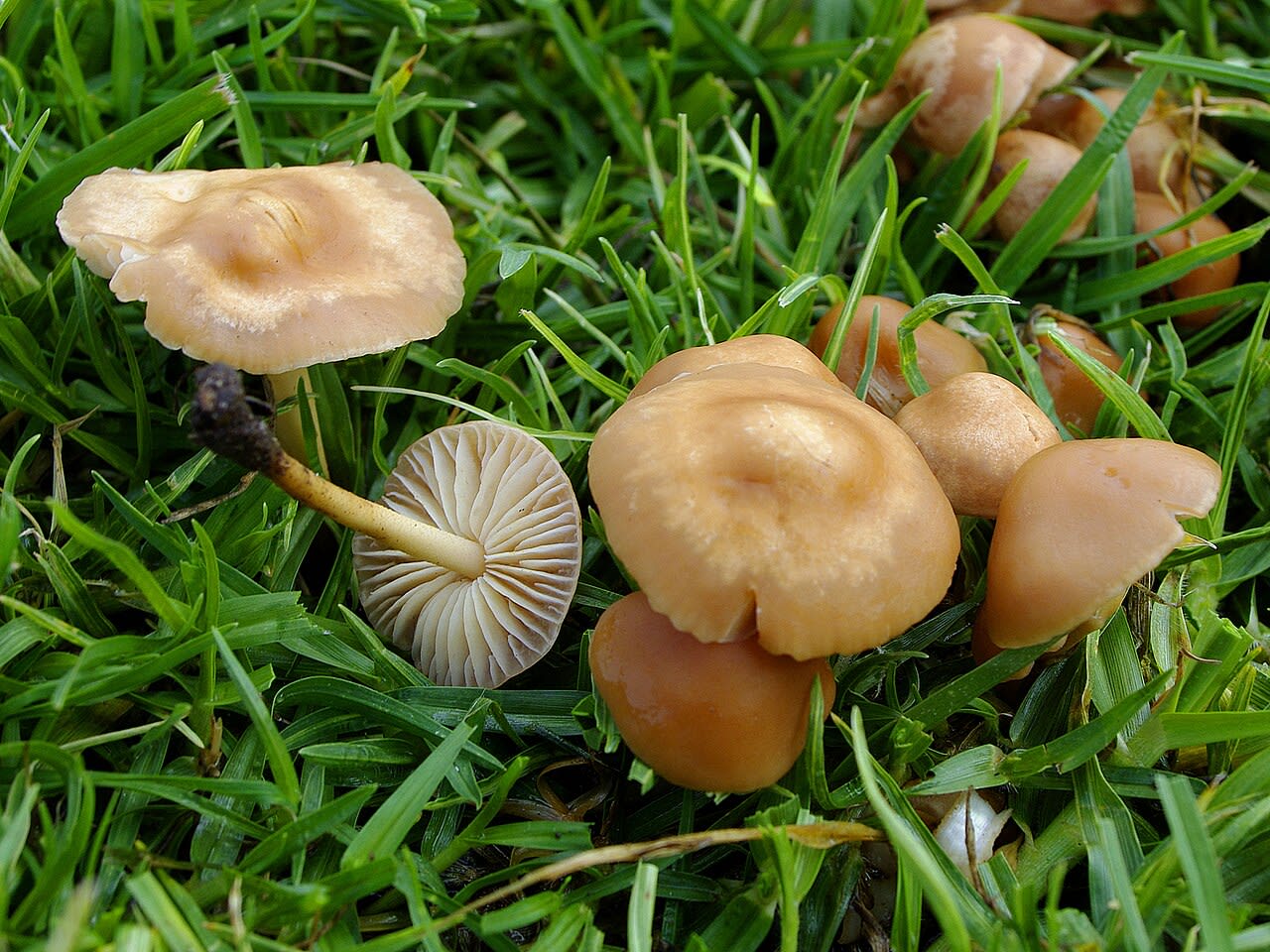 Carpophores dans l'herbe, chapeaux mamelonnés et pieds élancés