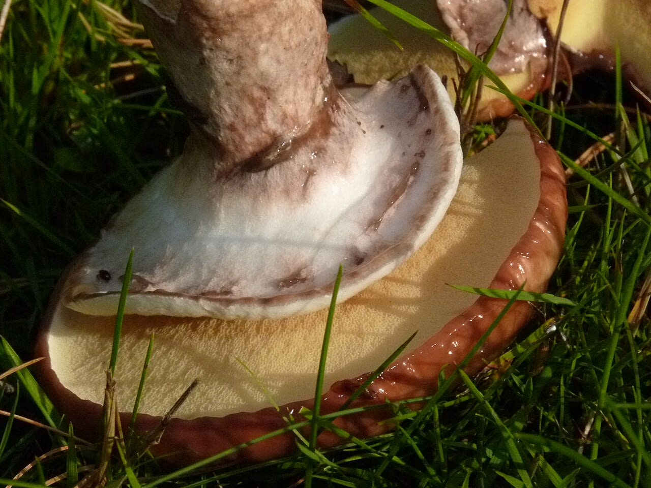 Nonette voilée (Suillus luteus)