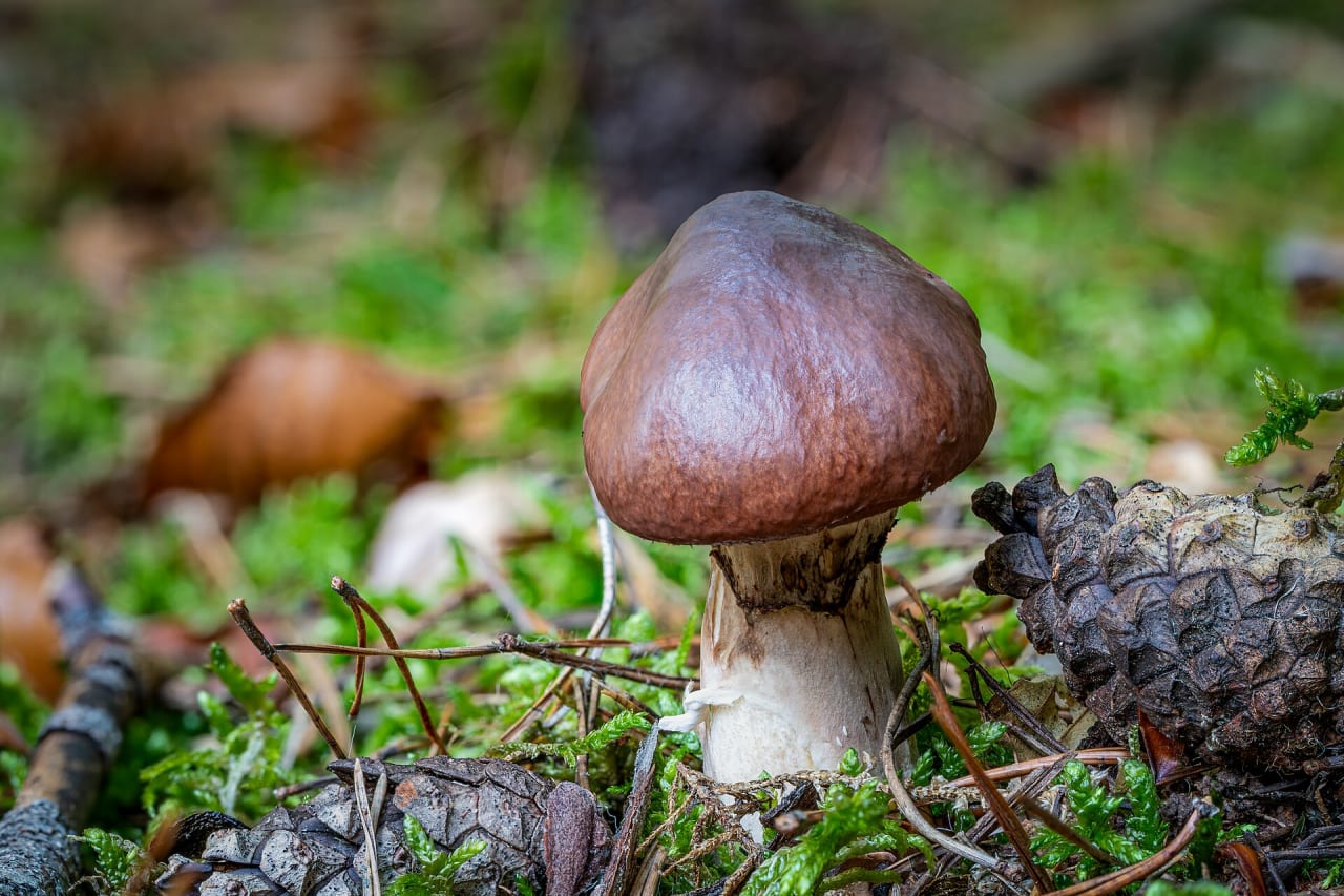 Nonette voilée (Suillus luteus)