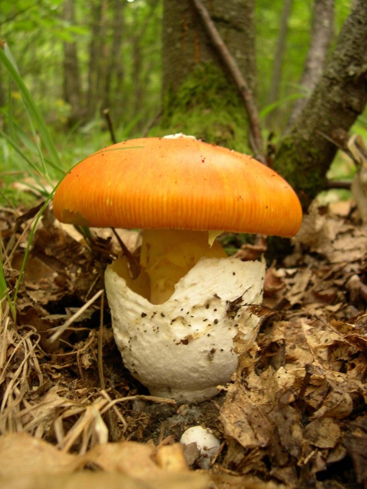Exemplaire sortant de sa volve en sac blanc : chapeau orange à marge striée et pied jaune, les caractères qui l'écartent de l'amanite tue-mouches