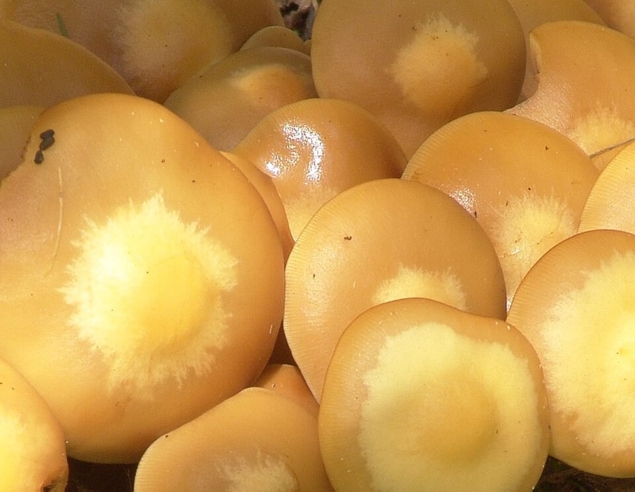 Pholiote changeante (Kuehneromyces mutabilis)