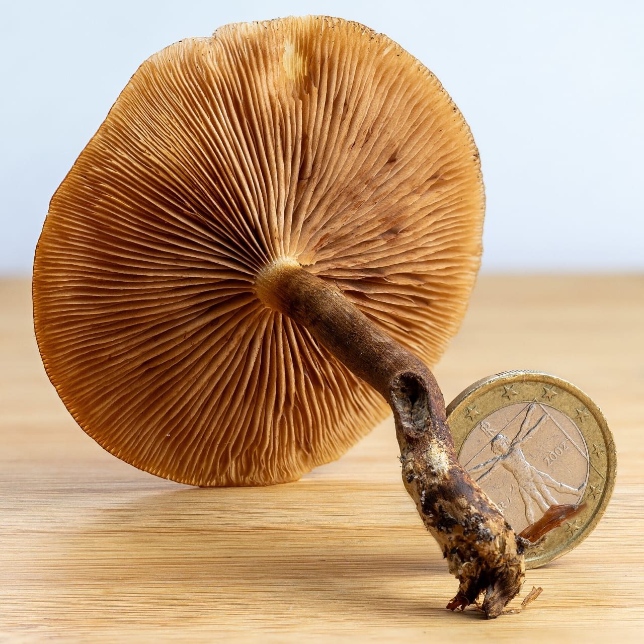 Pholiote changeante (Kuehneromyces mutabilis)