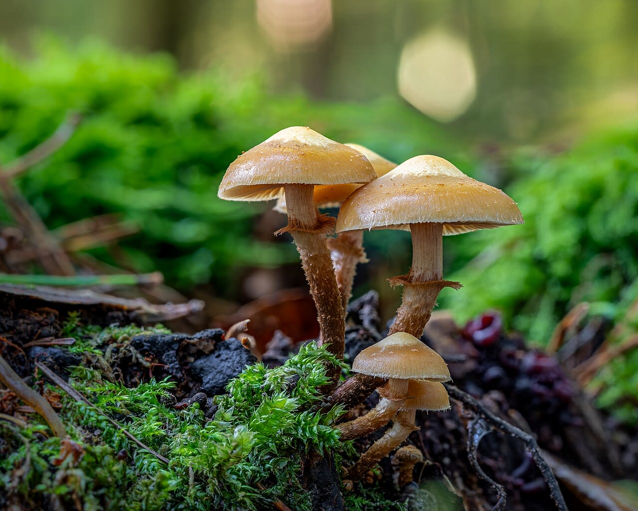 Touffe sur souche, chapeaux bicolores et pieds squamuleux