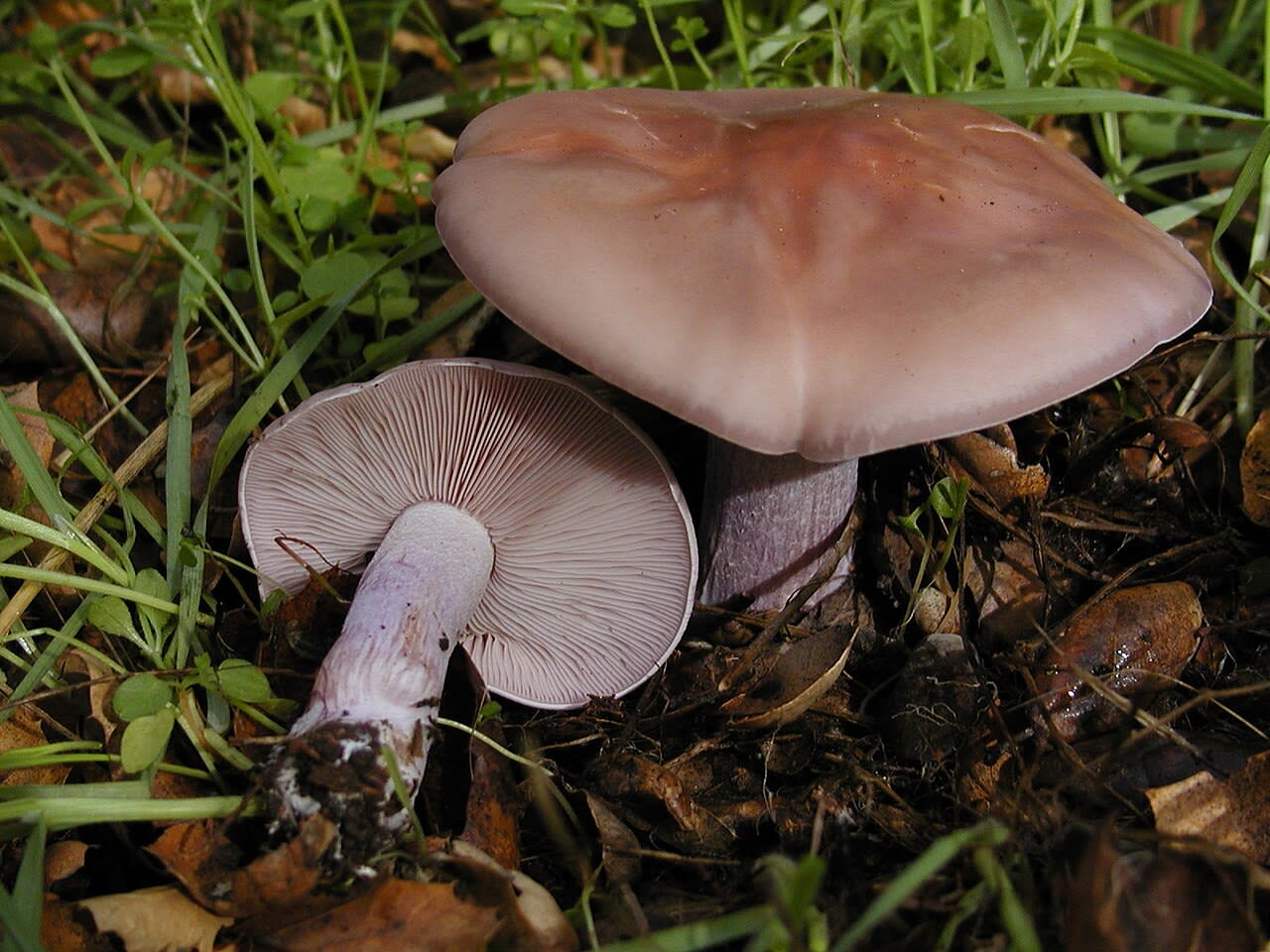 Carpophores en place, chapeau et lames bleu violet
