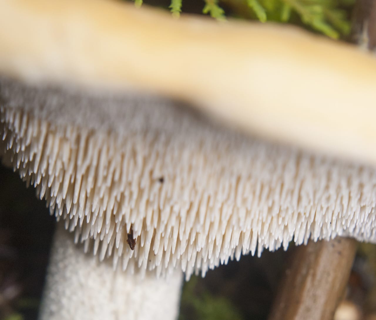 Pied-de-mouton (Hydnum repandum)