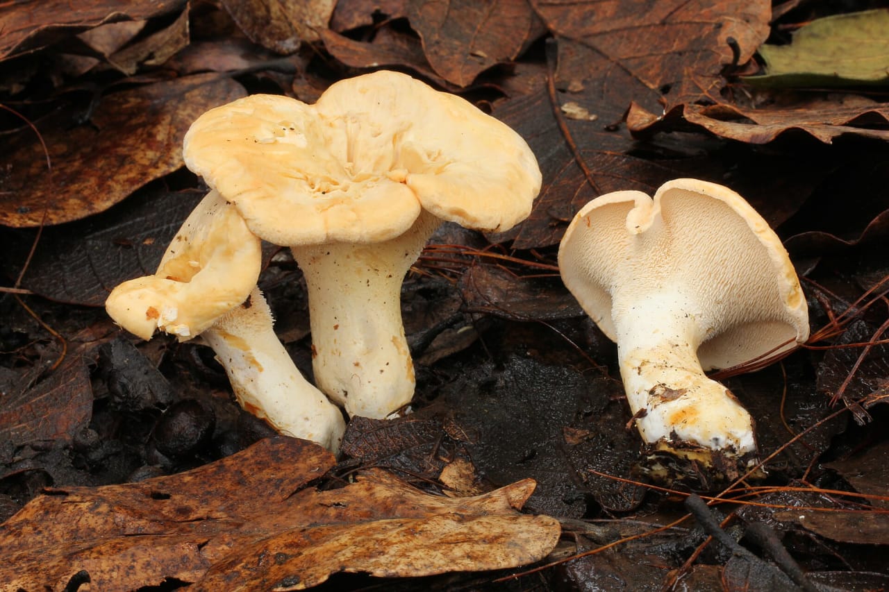 Pied-de-mouton (Hydnum repandum)