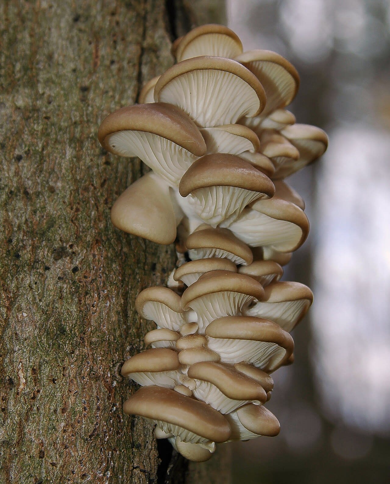 Pleurote en huître (Pleurotus ostreatus)