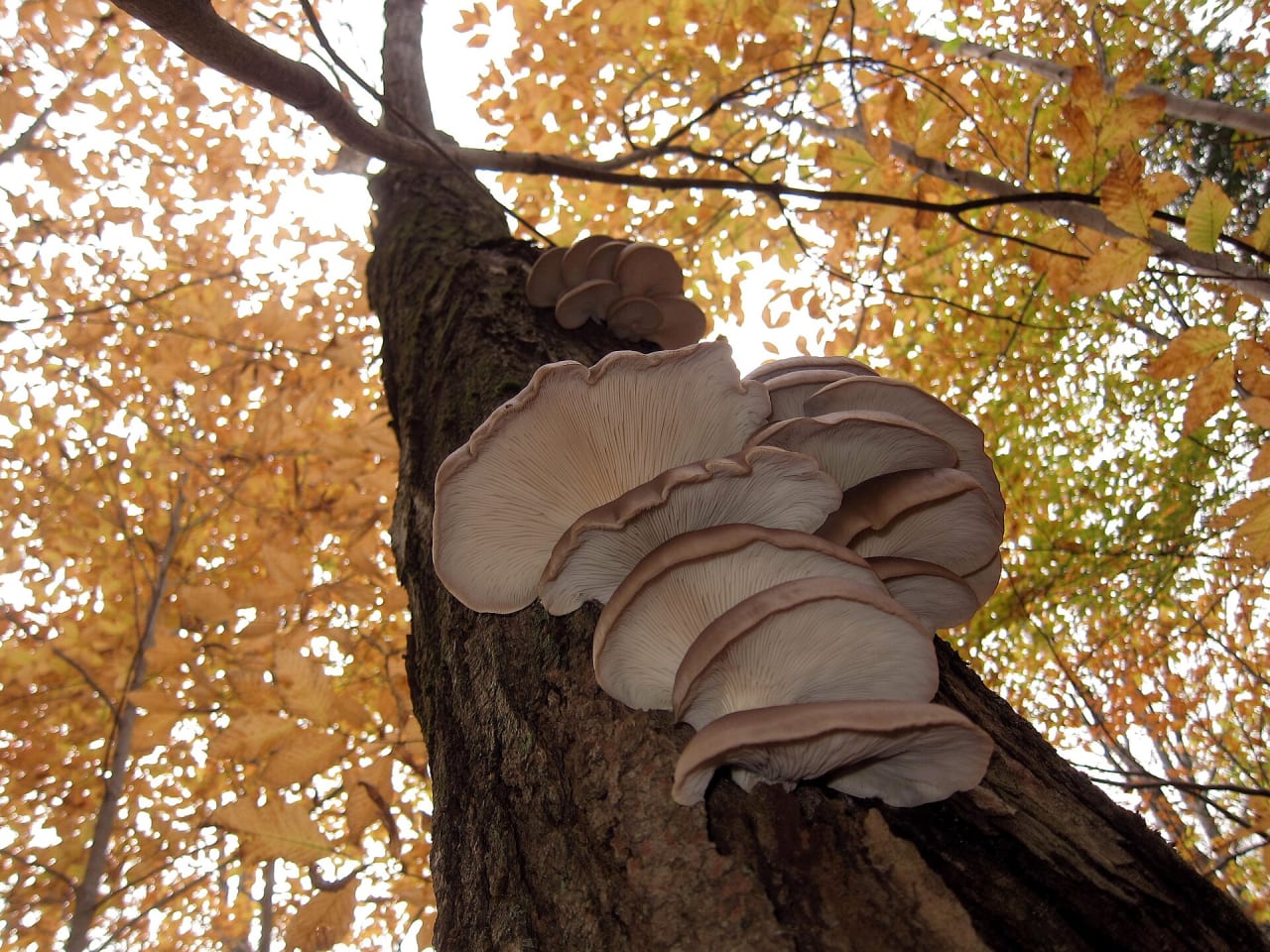 Pleurote en huître (Pleurotus ostreatus)