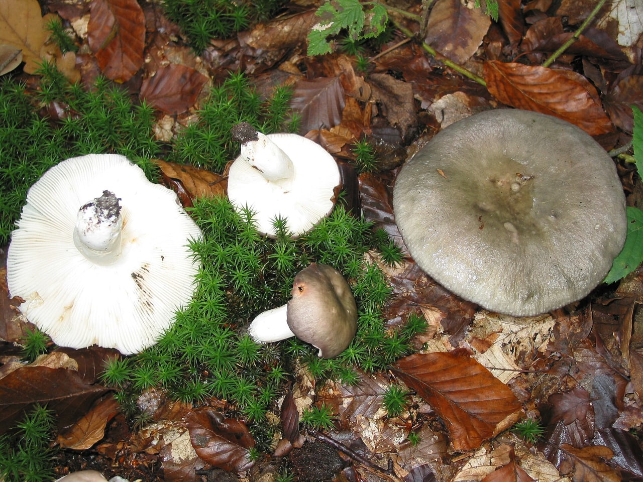 Russule charbonnière (Russula cyanoxantha)
