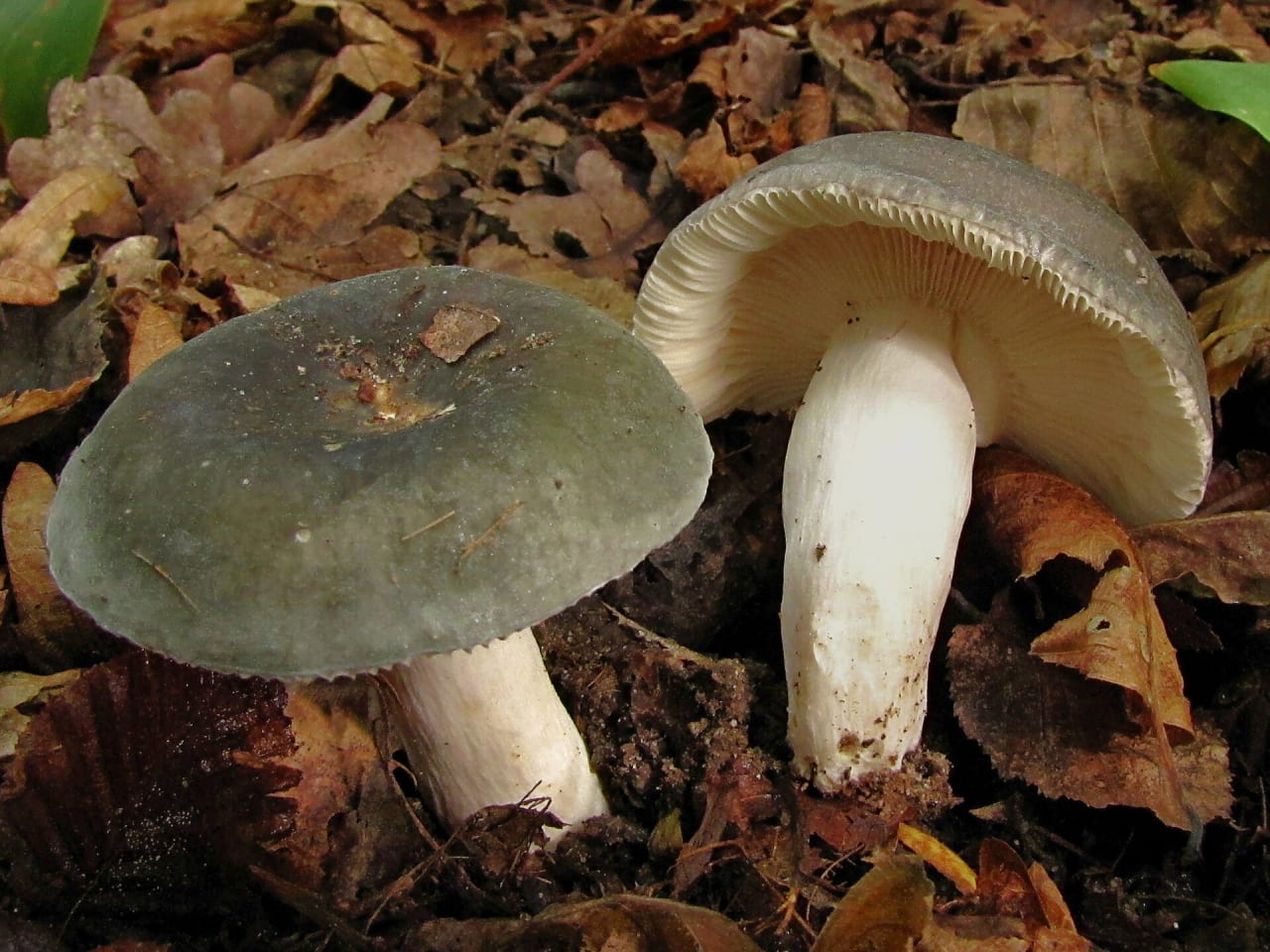 Russule charbonnière (Russula cyanoxantha)