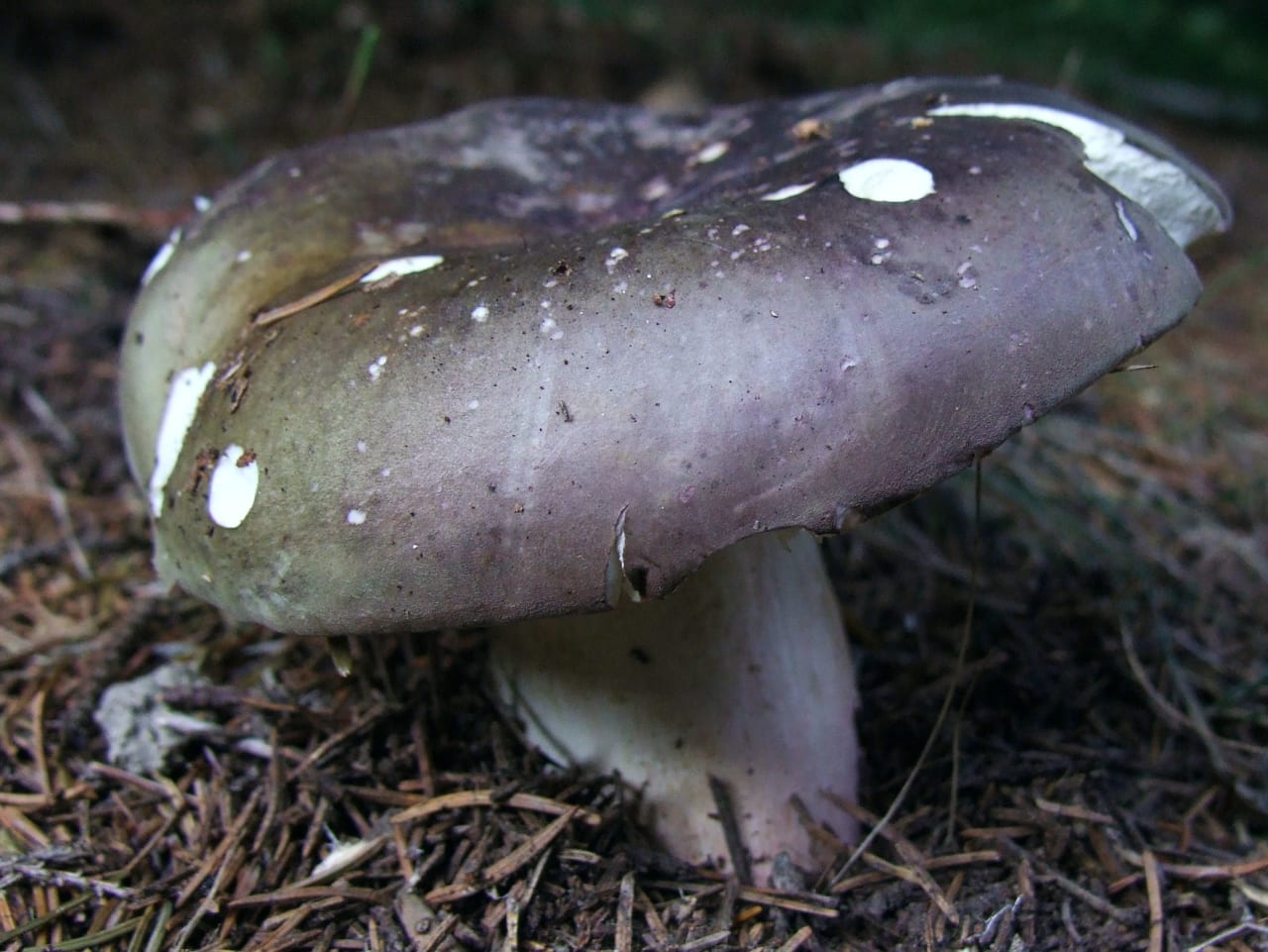 Violet gris et vert olive panachés sur un même chapeau, pied blanc : la variabilité de couleur qui déroute les débutants