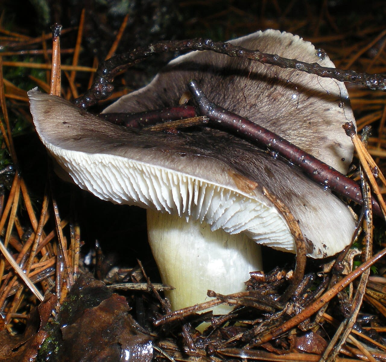 Tricholome prétentieux (Tricholoma portentosum)
