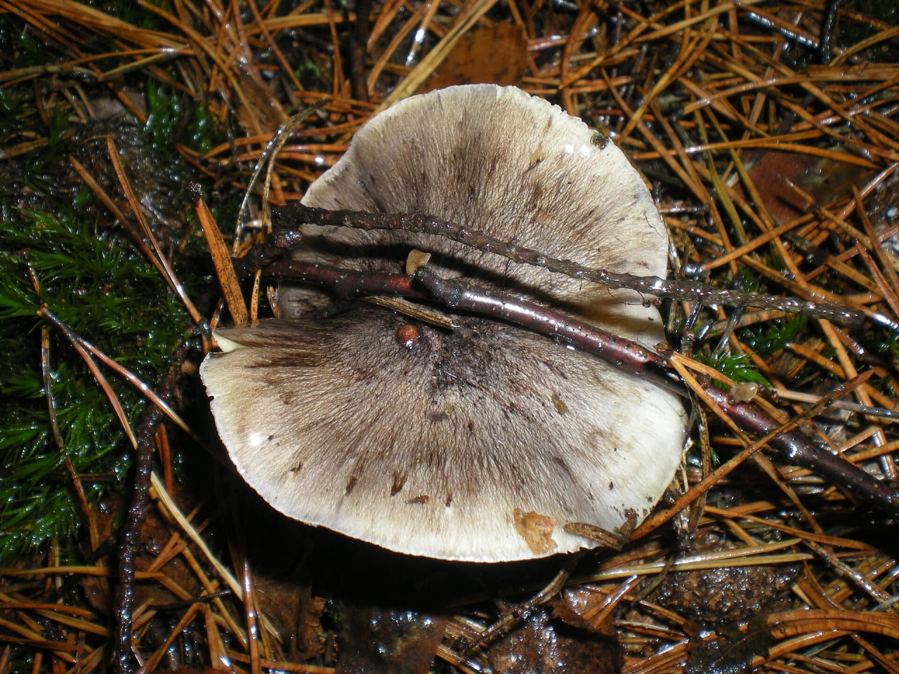 Tricholome prétentieux (Tricholoma portentosum)