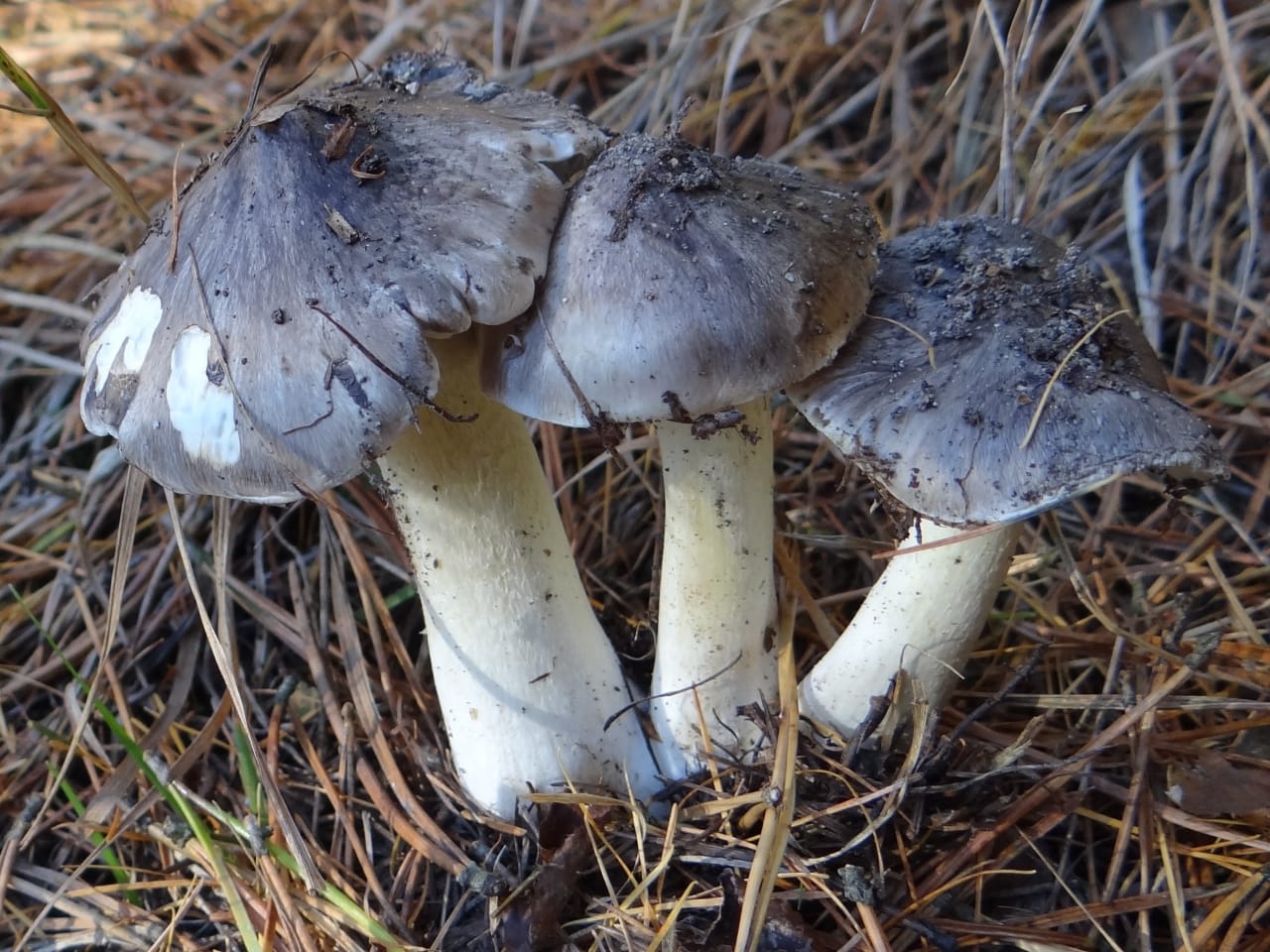 Trois exemplaires sur aiguilles de pin : chapeaux gris sombre parcourus de stries rayonnantes, pieds lavés de jaune