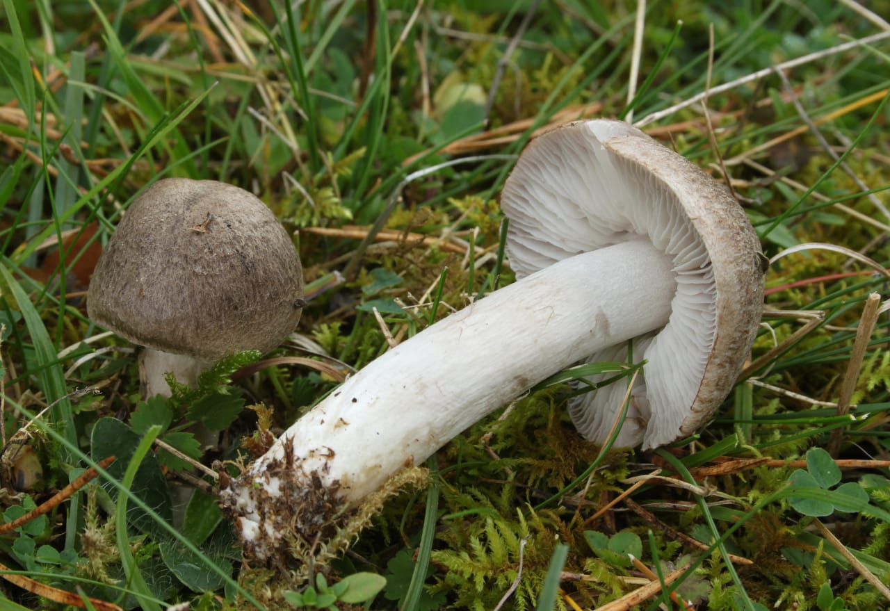Deux exemplaires dans l'herbe, l'un couché : chapeau gris souris finement feutré, lames blanches et pied mince et lisse