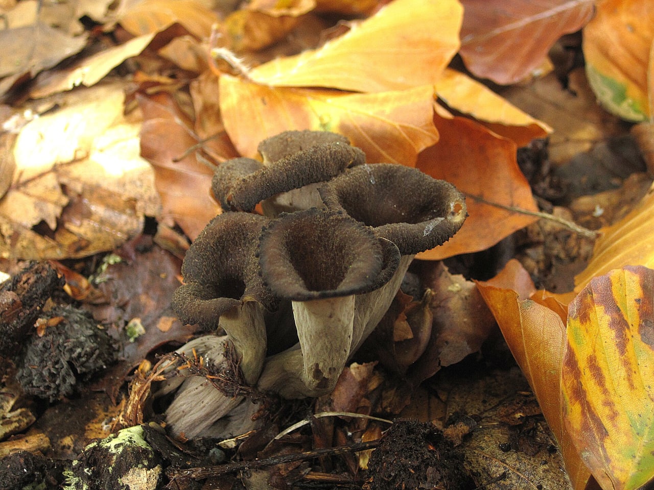 Trompette des morts (Craterellus cornucopioides)