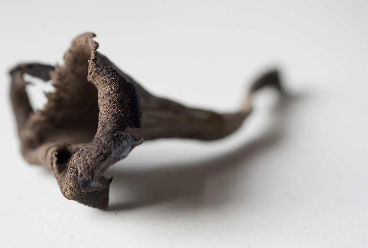 Trompette des morts (Craterellus cornucopioides)