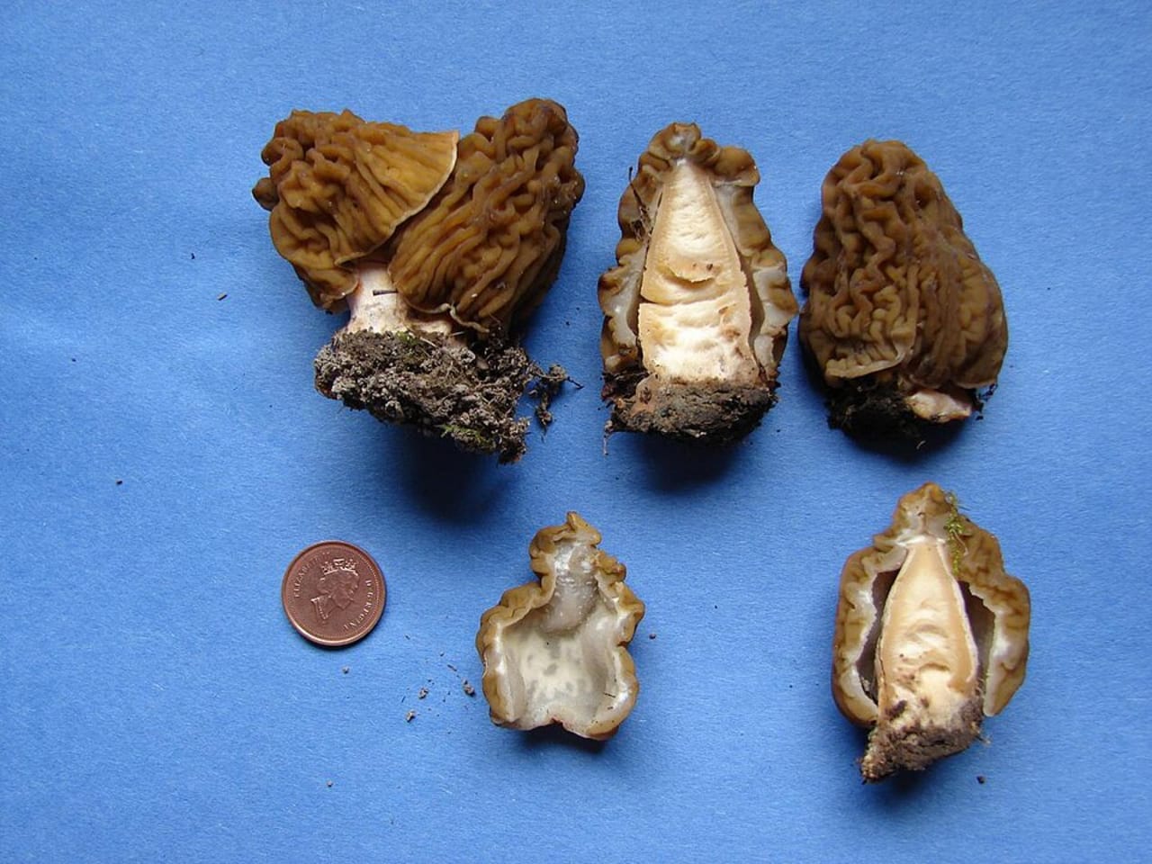 Verpe de Bohême (Verpa bohemica)