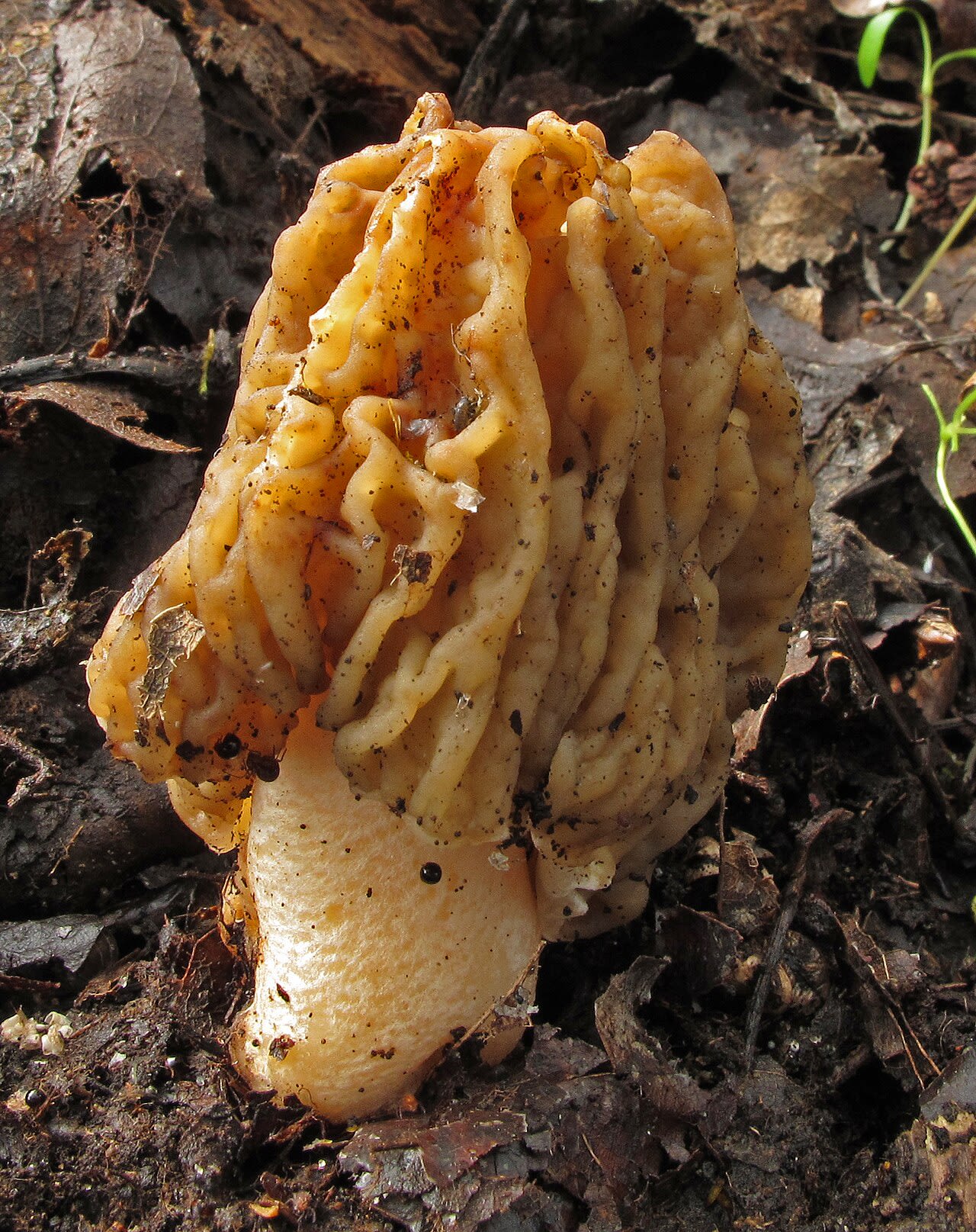 Verpe de Bohême (Verpa bohemica)