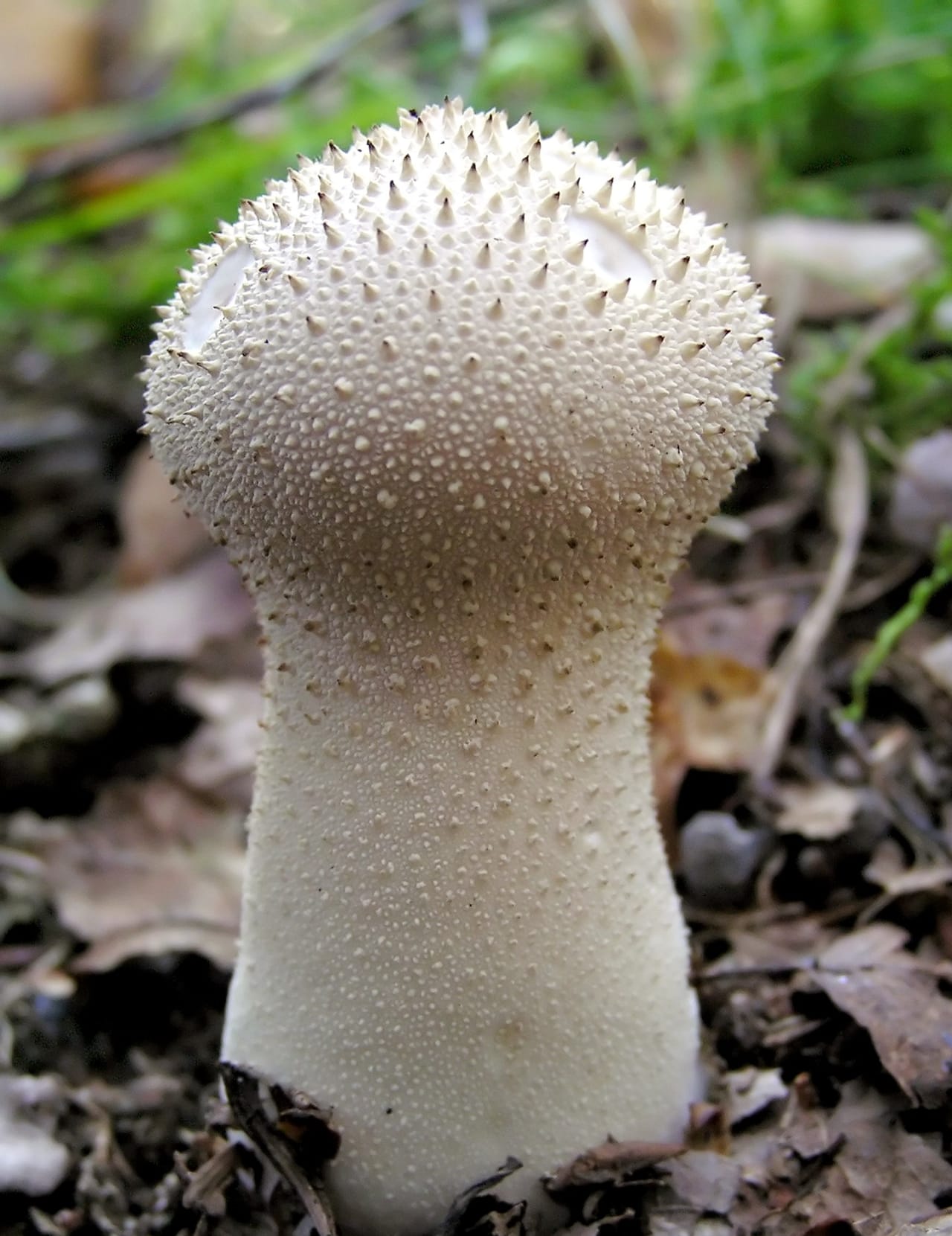 Exemplaire isolé en forme de poire : aiguillons coniques au sommet et verrues granuleuses plus bas, la perlure qui lui donne son nom