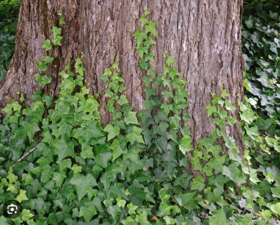 Photograph of Ivy test