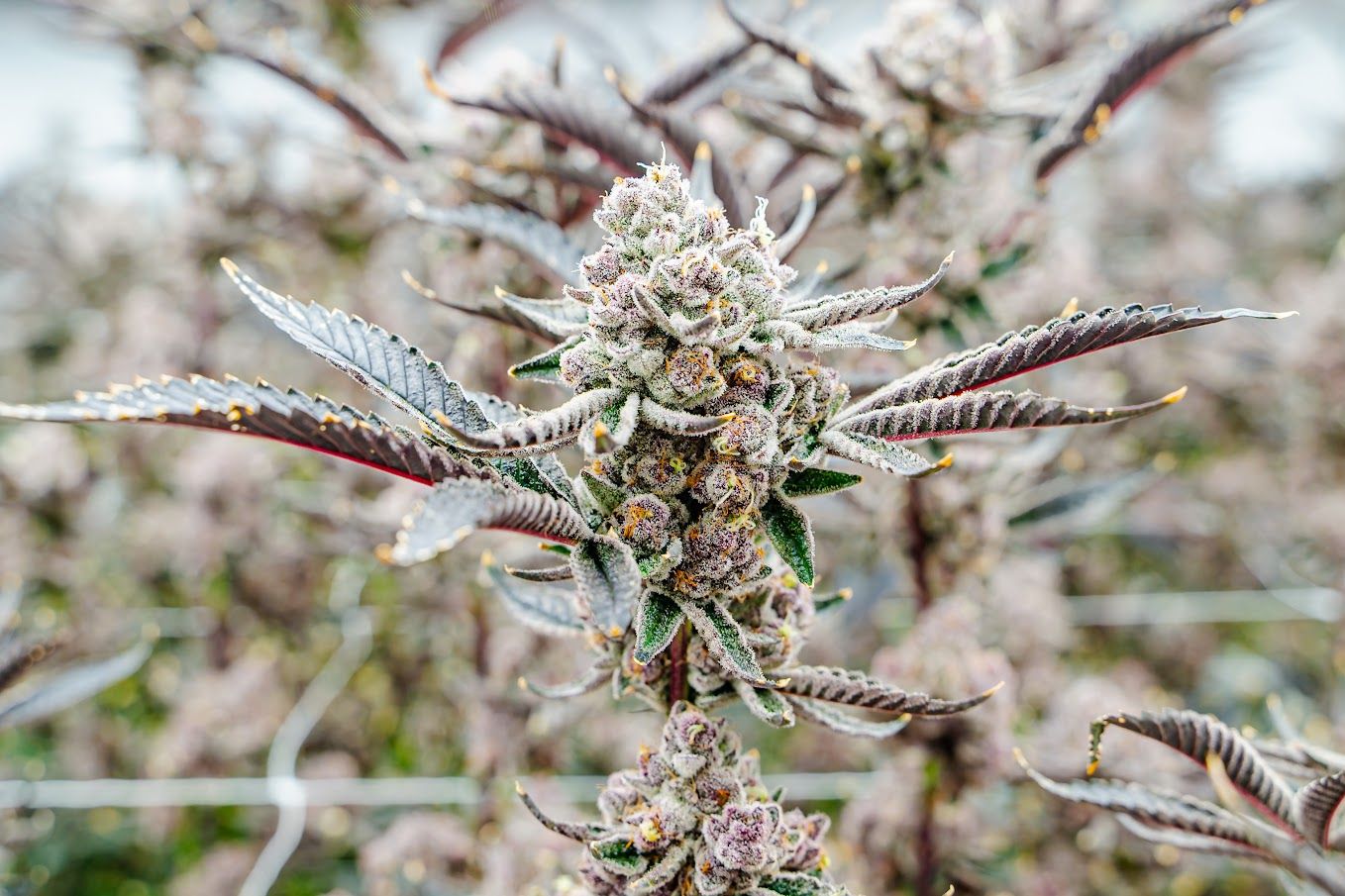 Harvest004.jpg