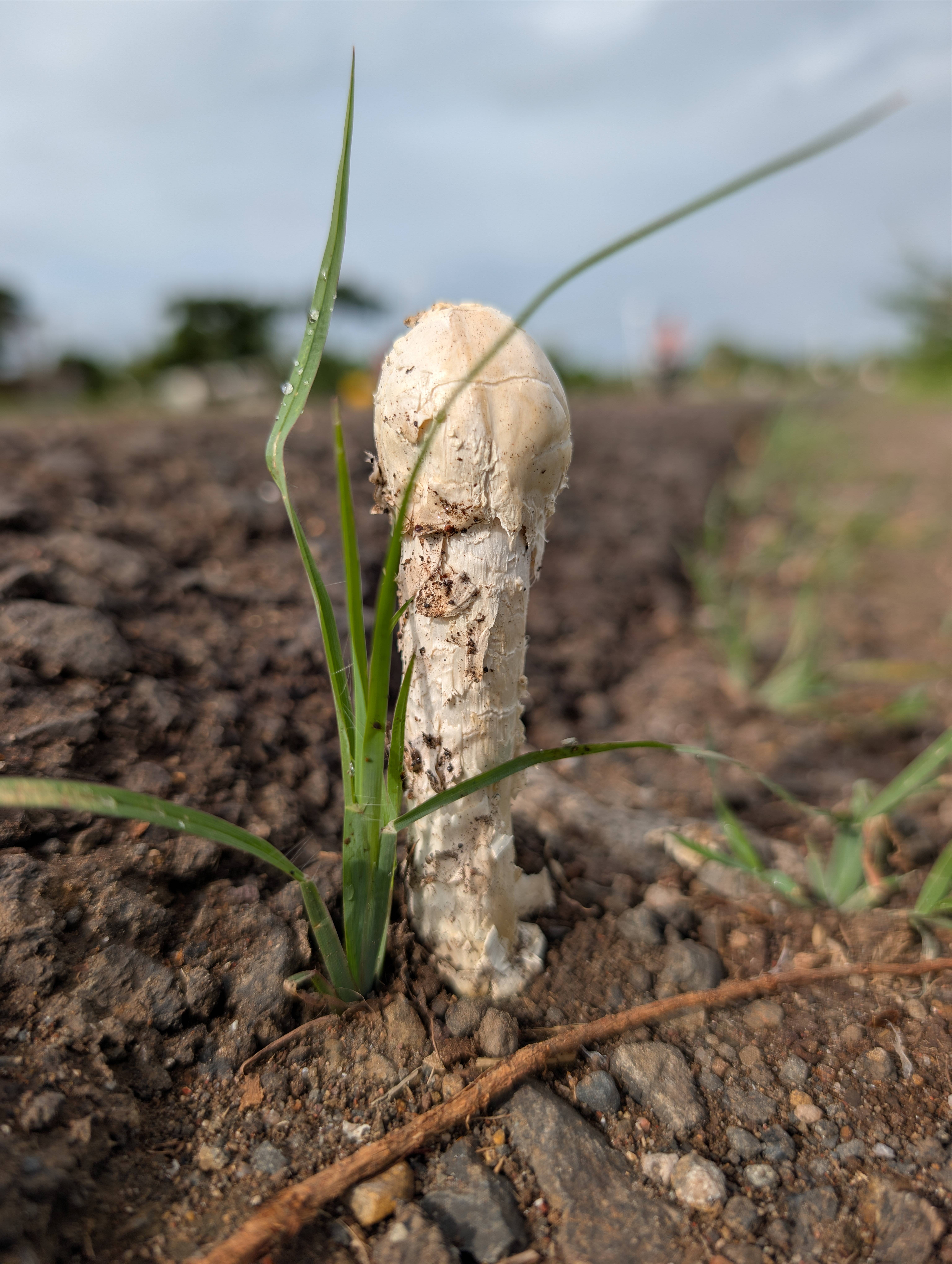 Stinkhorn