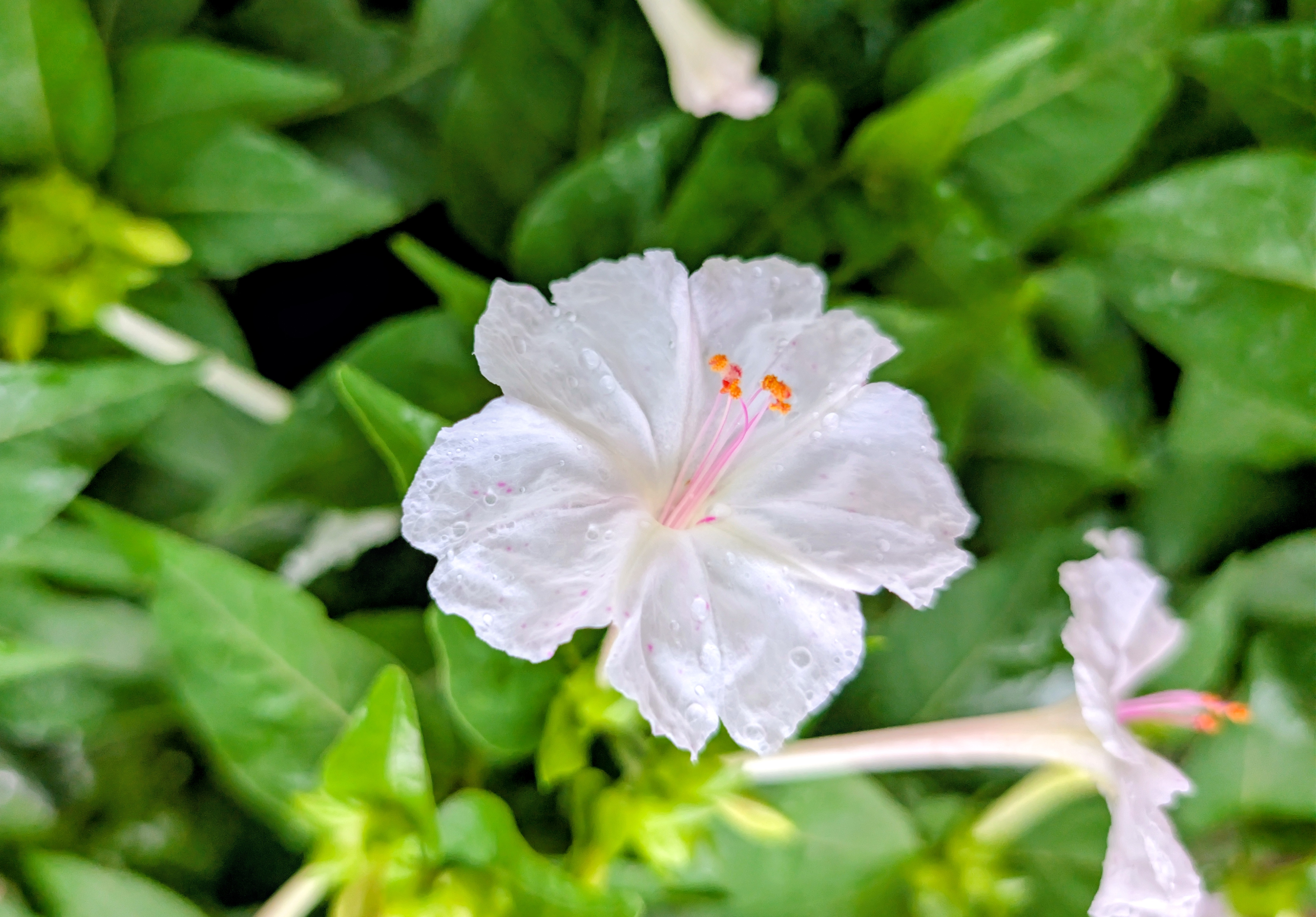 Four O’Clock Flower