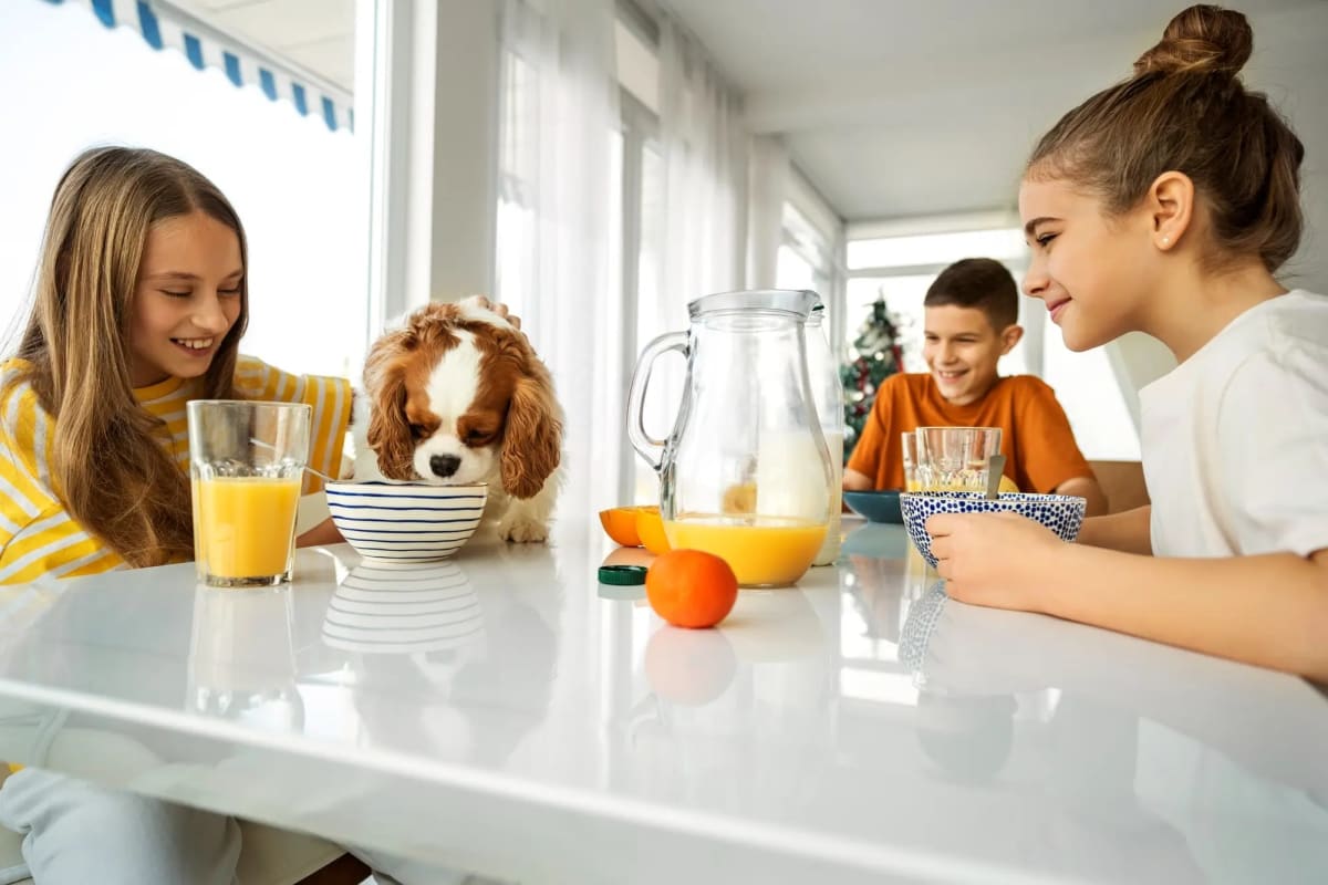 15 Toxic Foods for Dogs and Cats to Avoid 2026