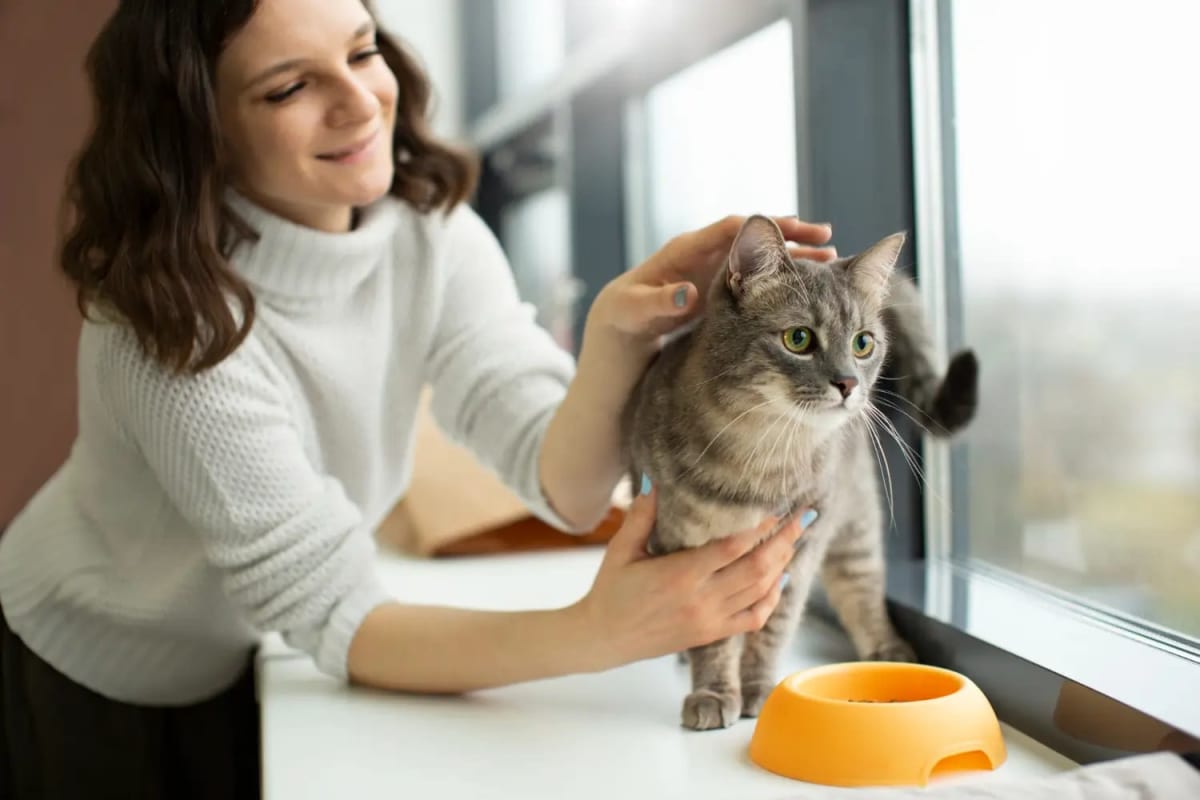 How Often Should You Feed a Cat? Complete Vet-Backed Guide